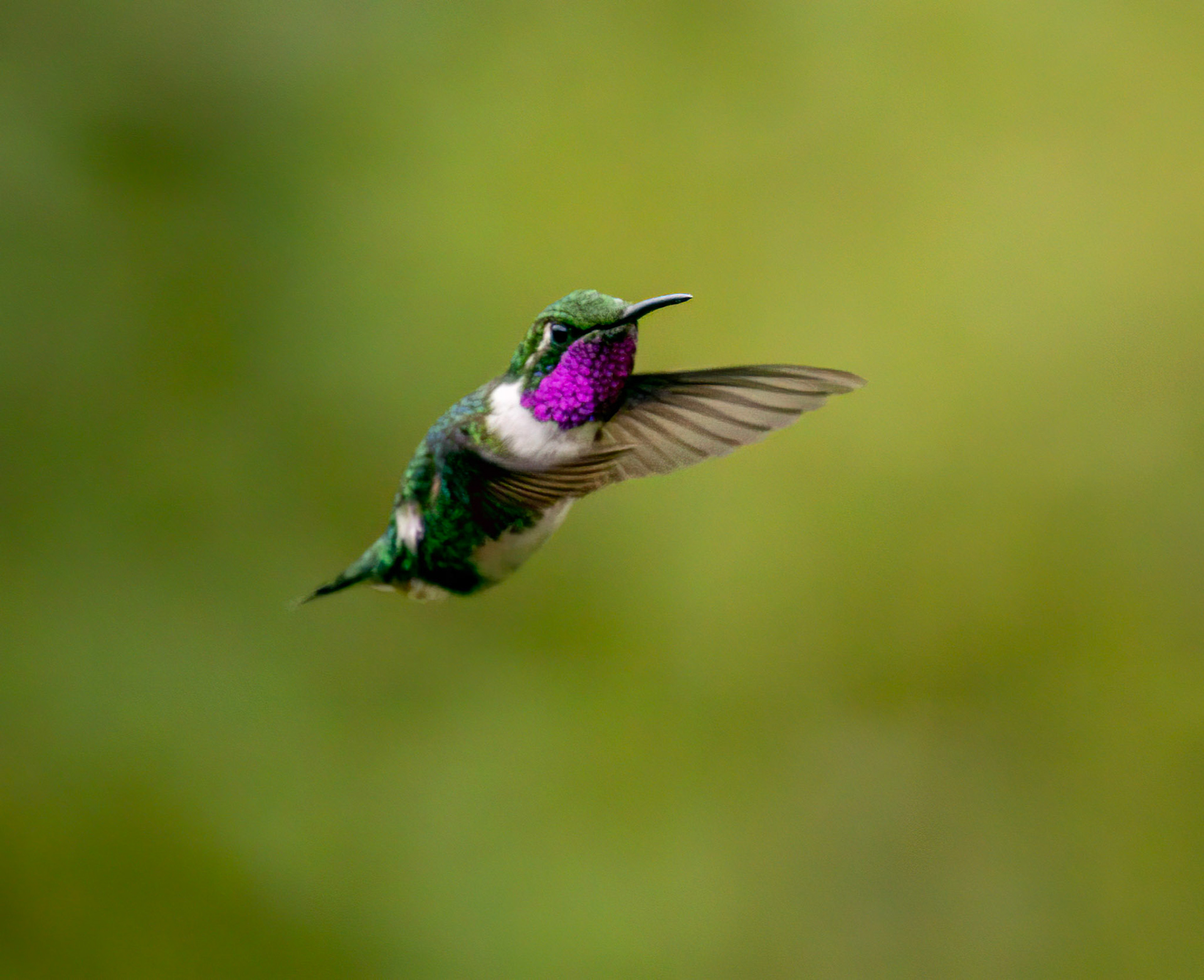White-bellied Woodstar
