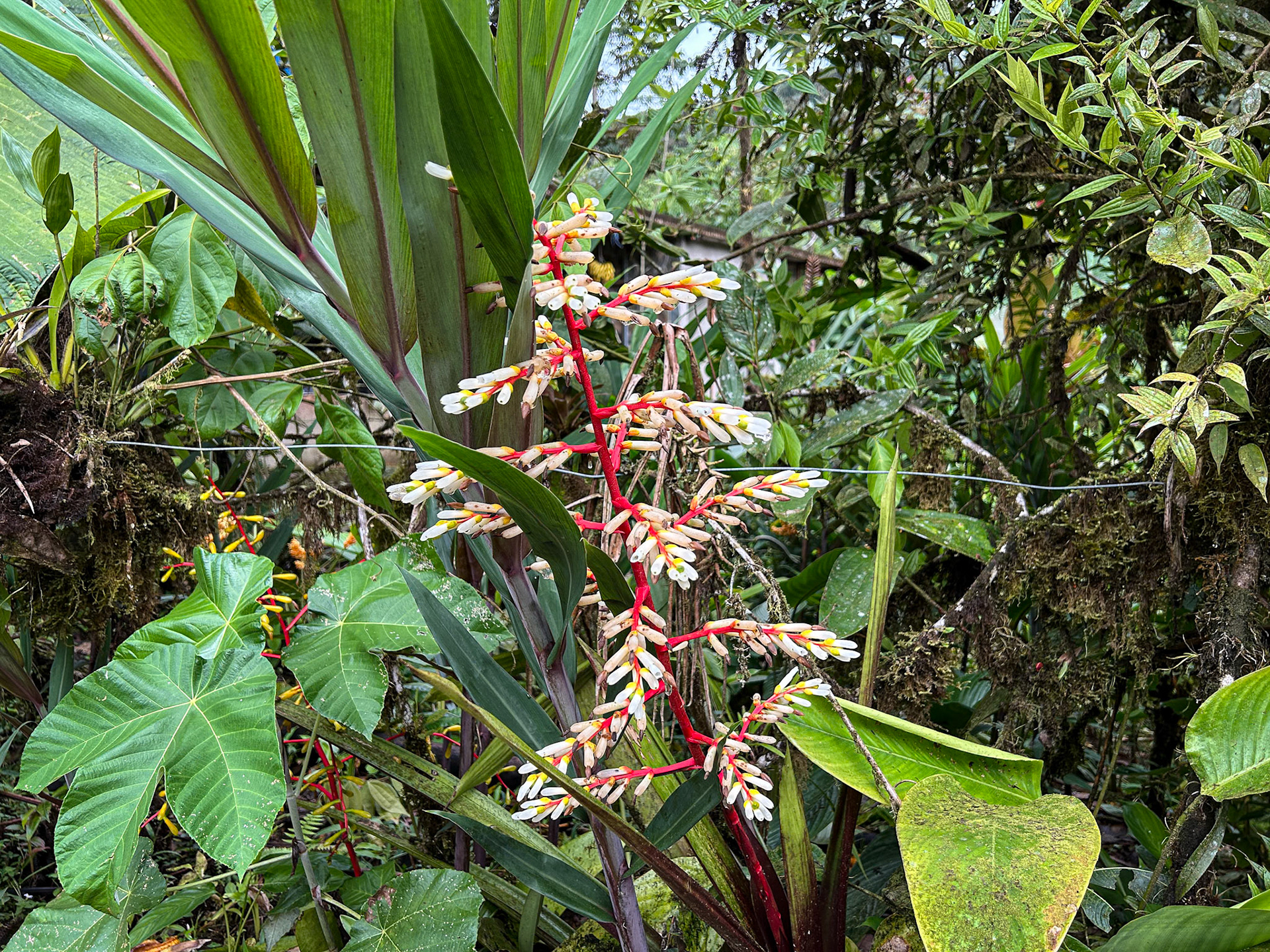 Reserva Mashpi-Amagusa