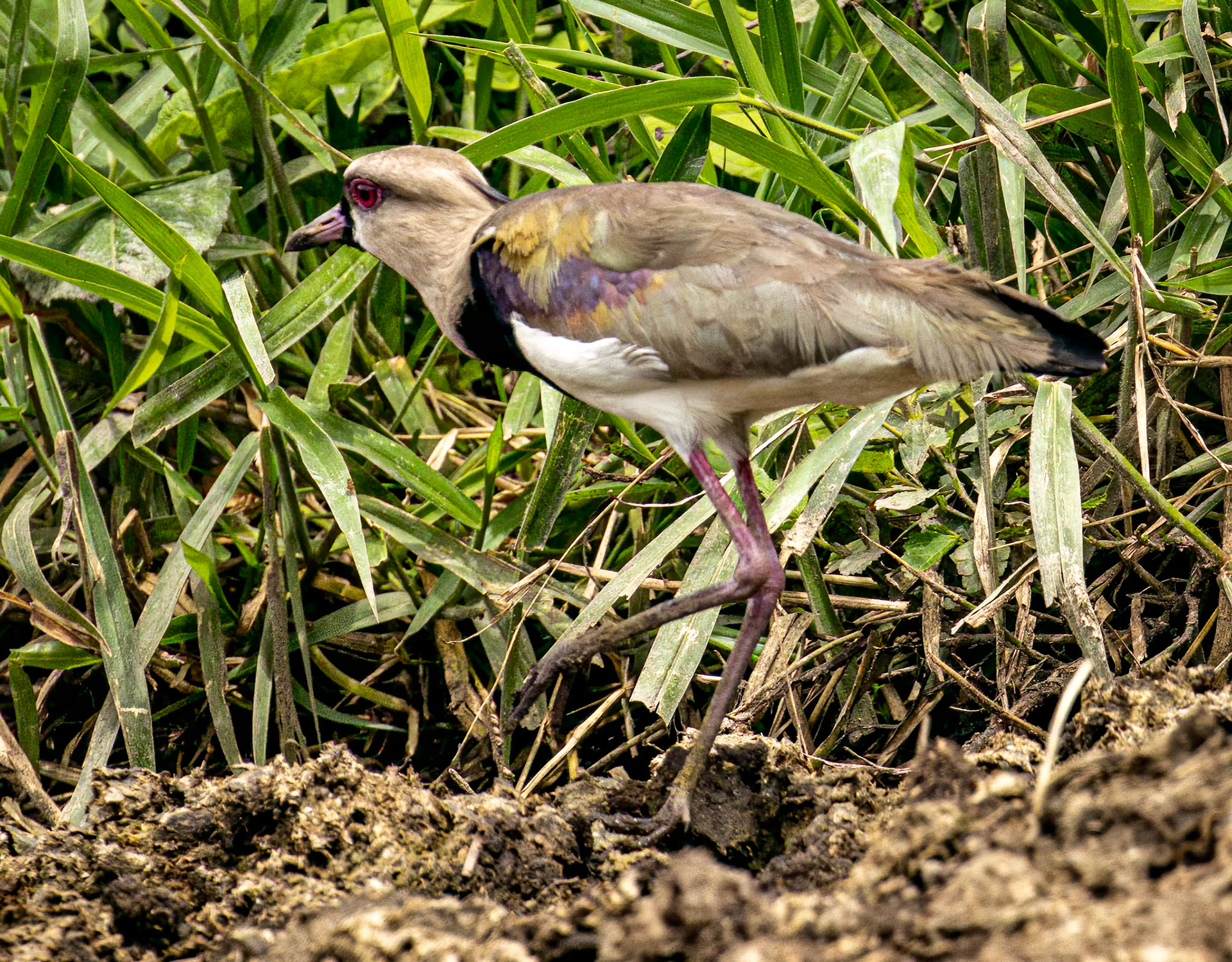 Southern Lapwing