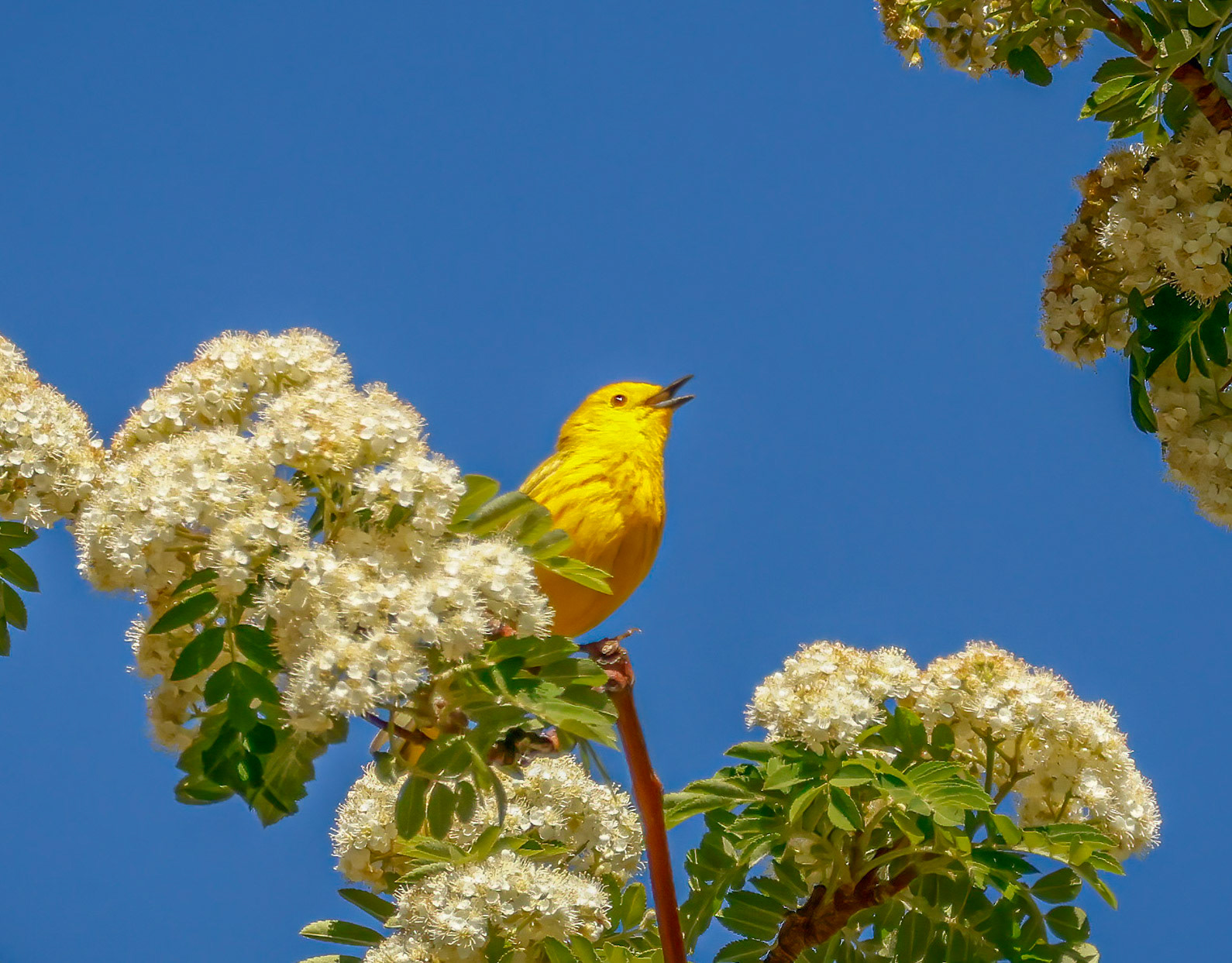 Yellow Warbler