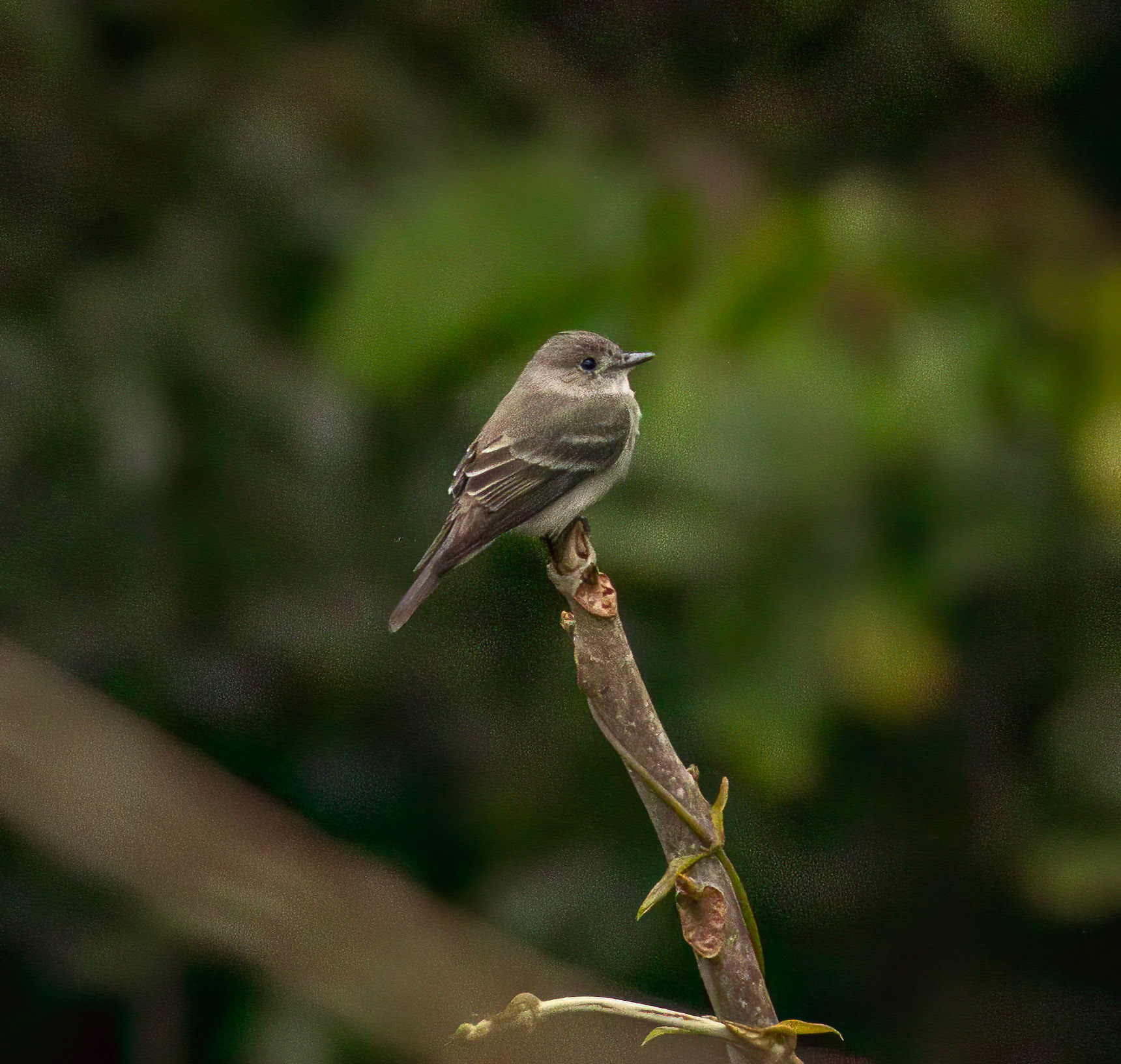 Western Wood Pewee