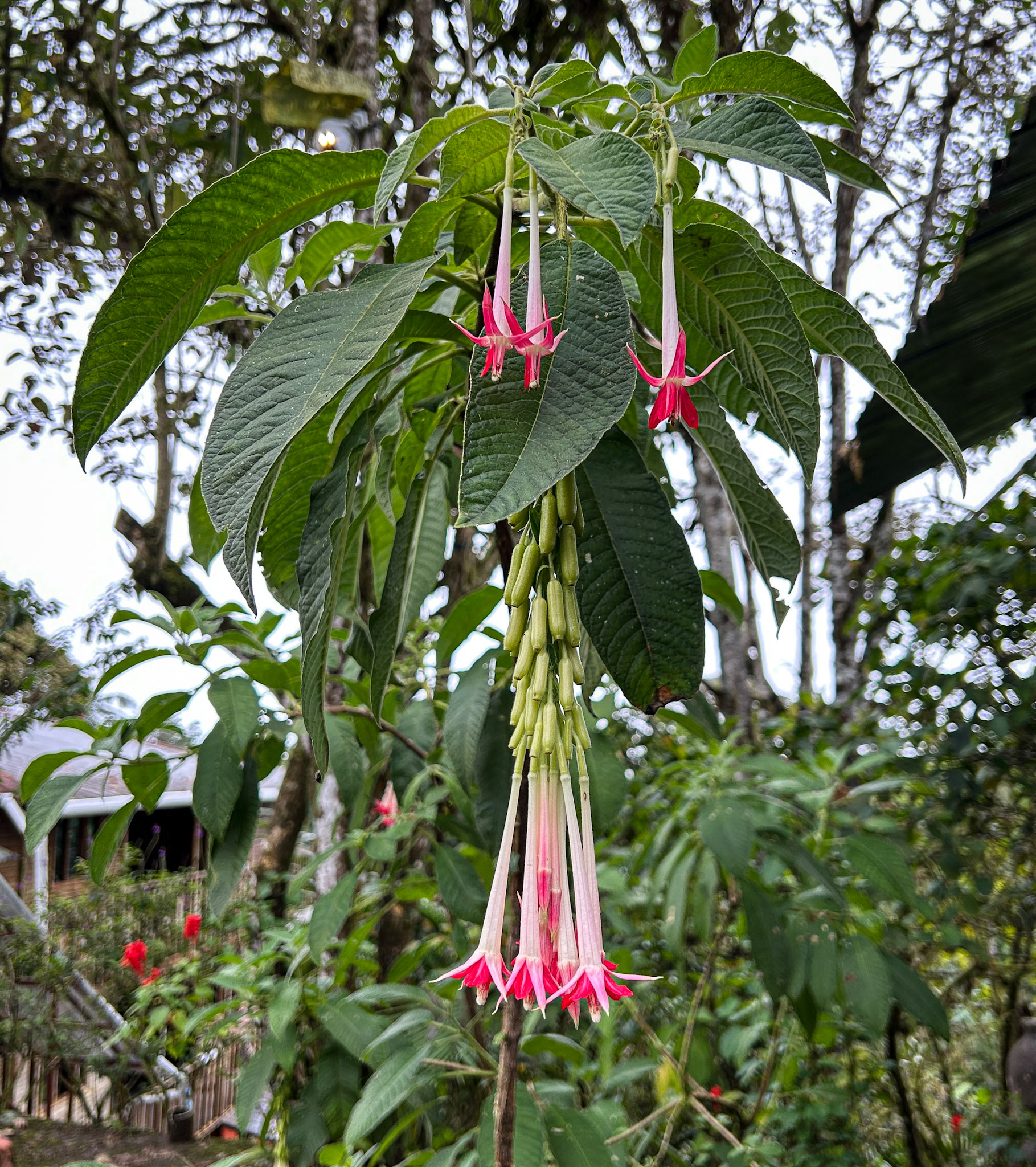 Lady's Eardrops (fuchsia boliviana)