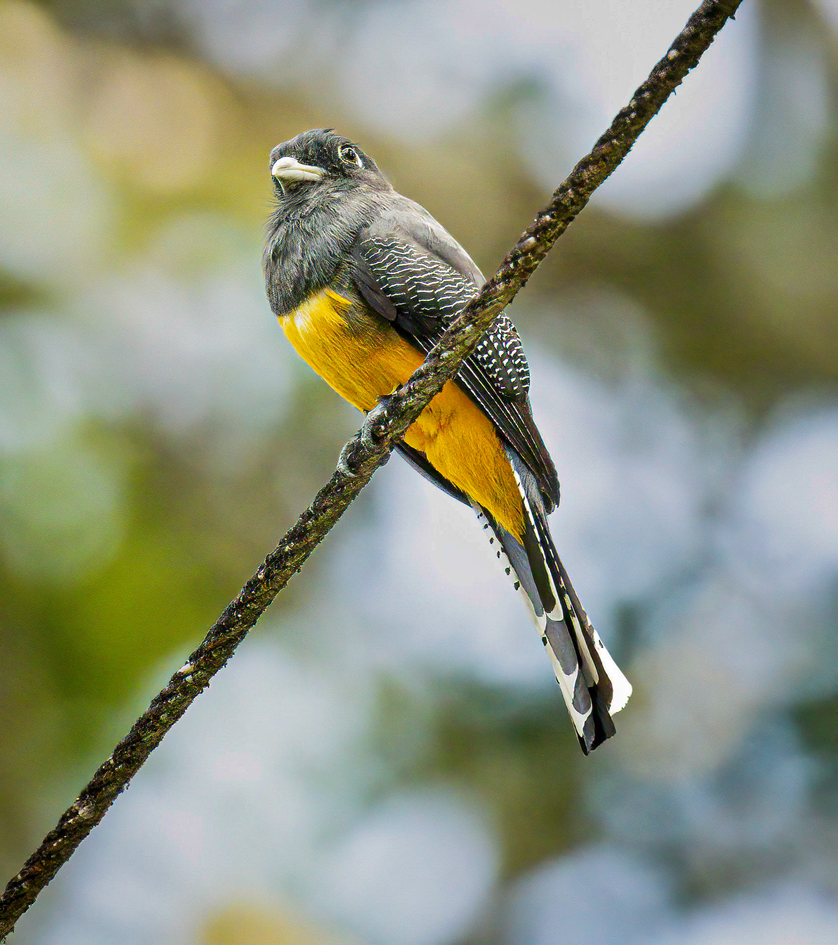 Gartered Trogon