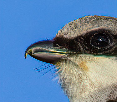 Loggerhead Shrike displaying "tomial tooth"