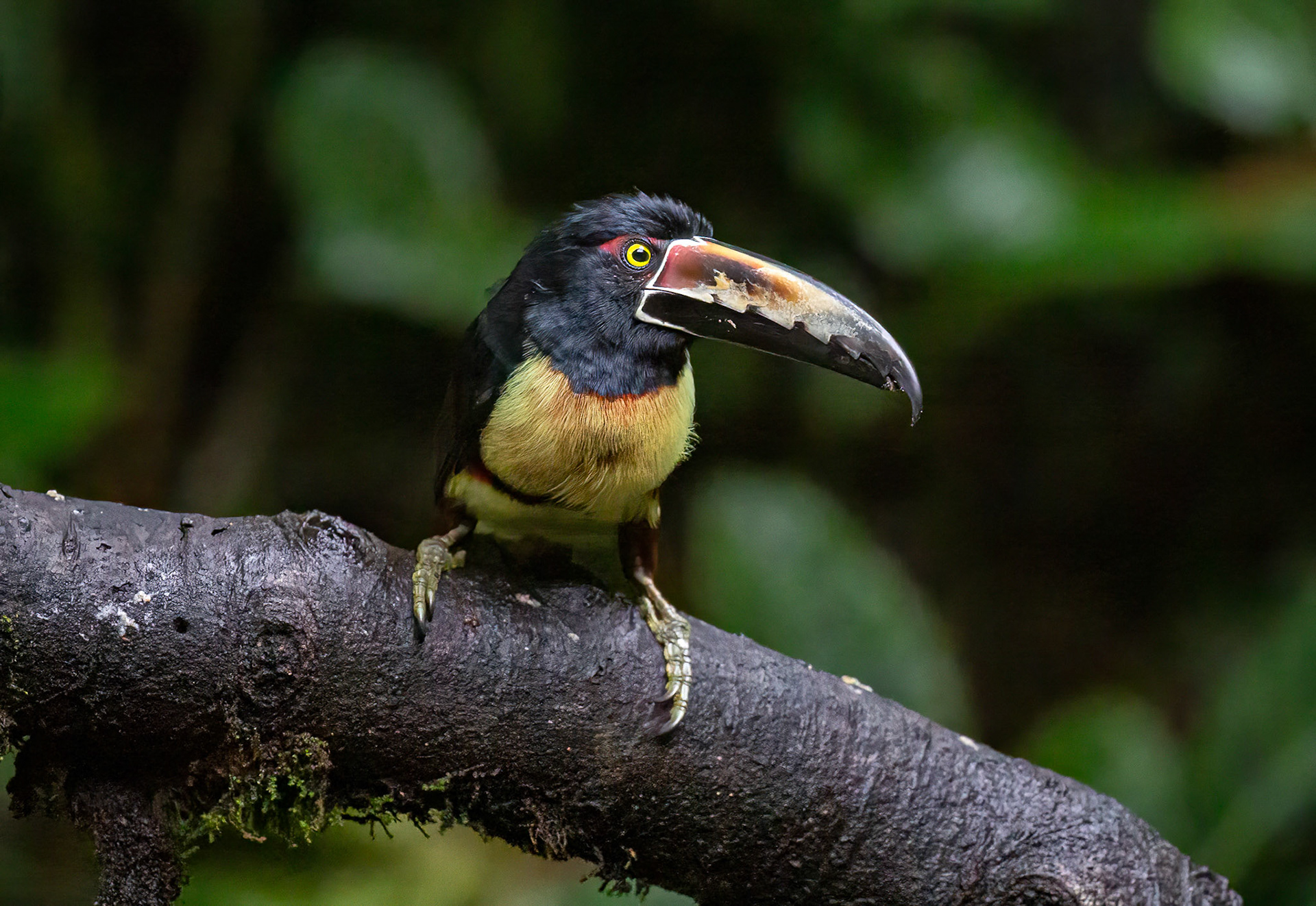 Collared Araçari