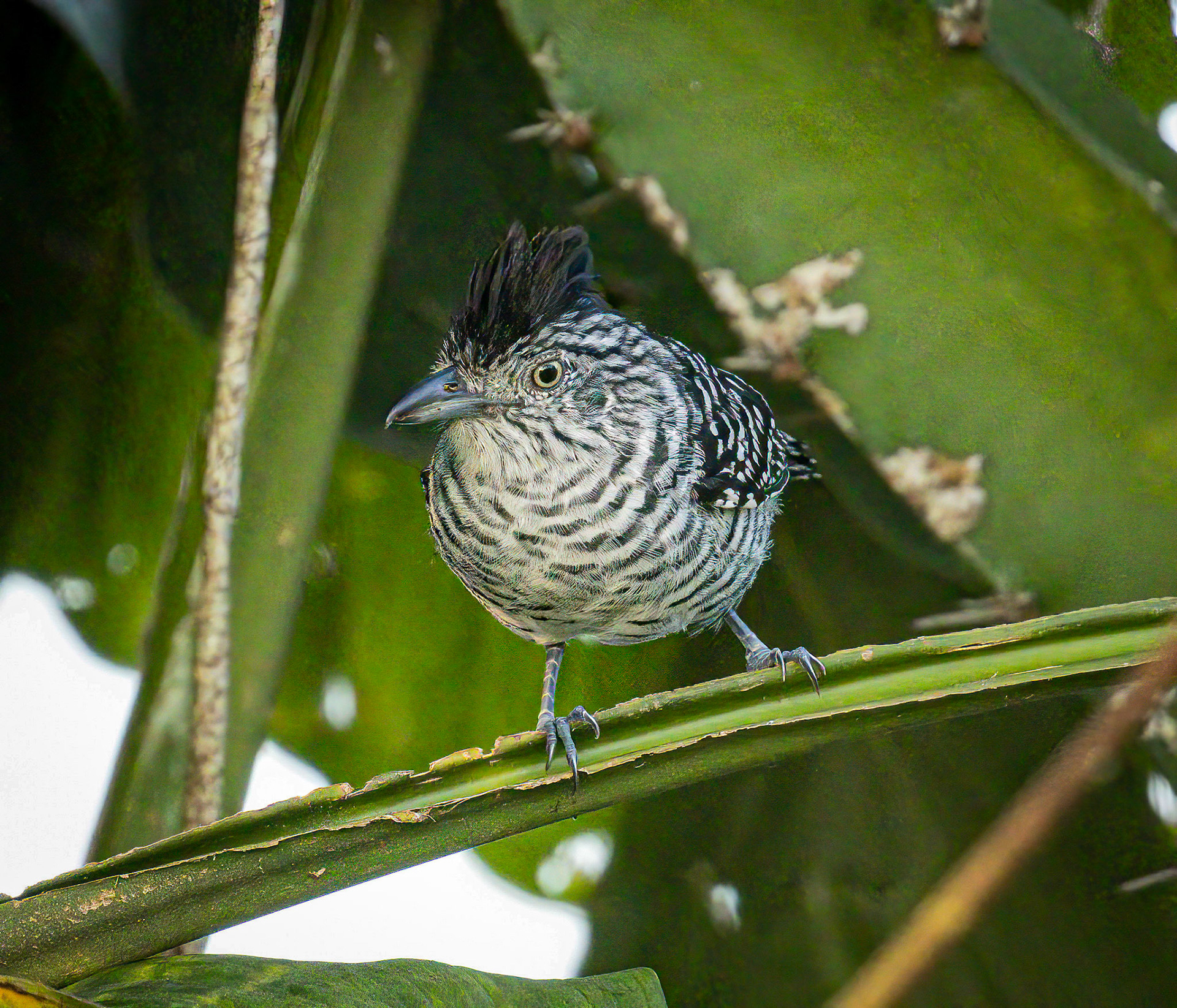 Barred Antshike outside Radisson Hotel