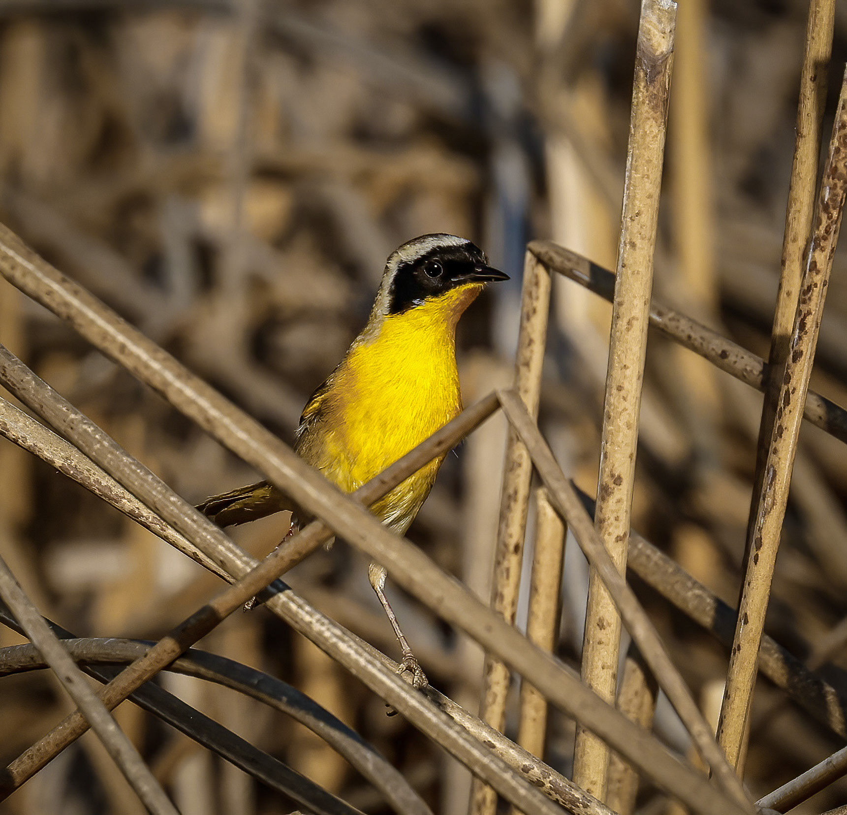 Common Yellowthroat