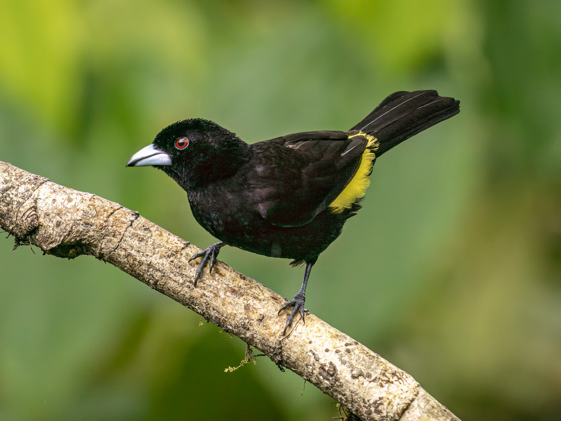 Flame-rumped Tanager