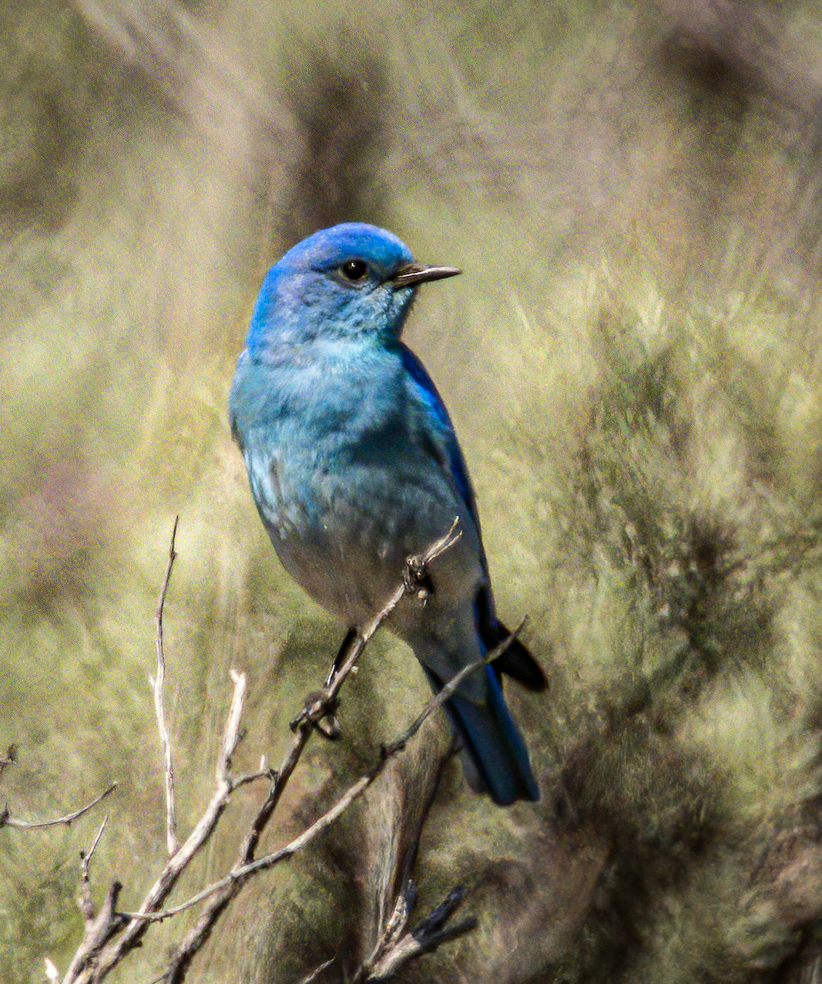 Mountain Bluebird