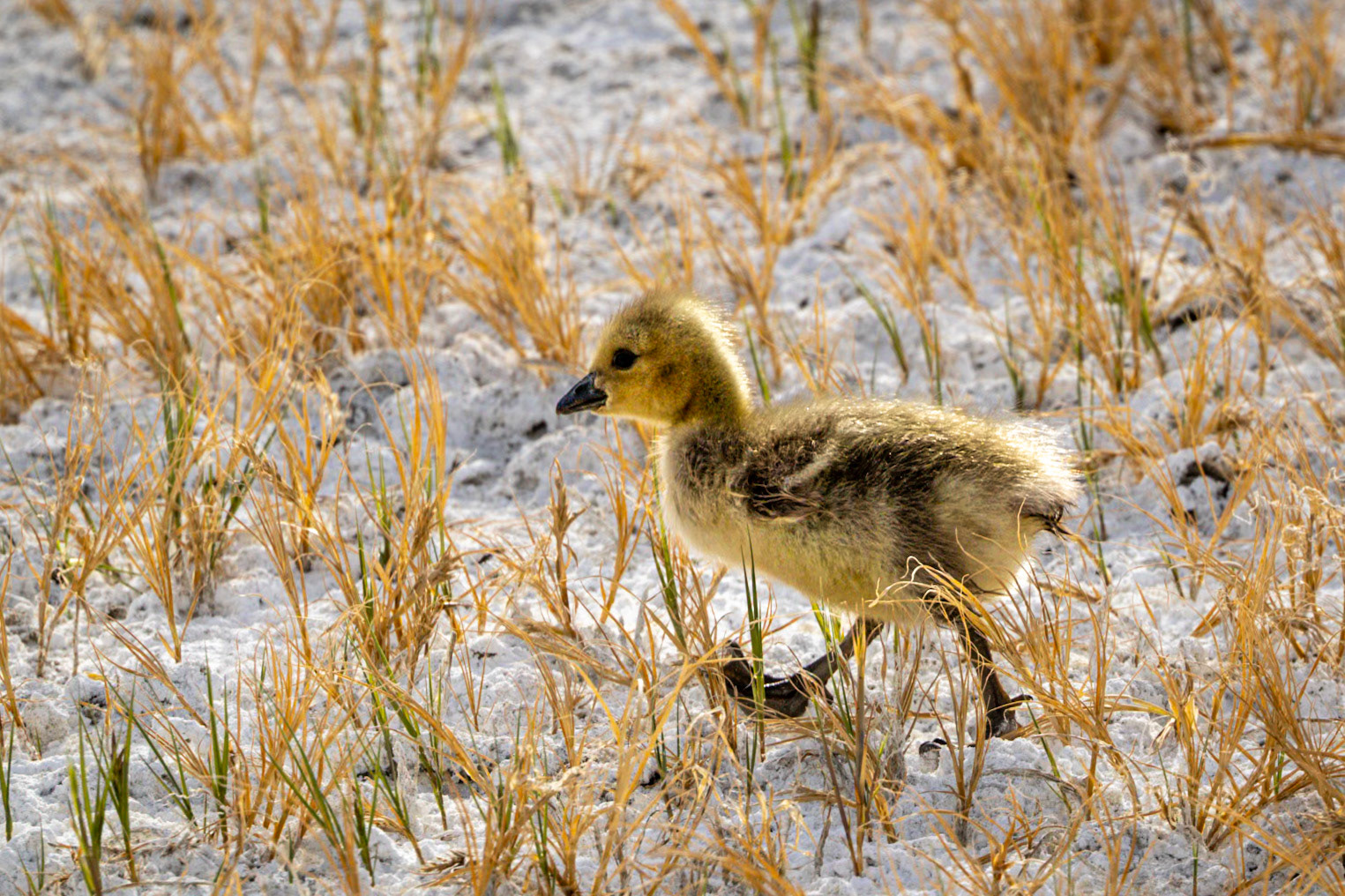 Canada Goose &amp; Gosling