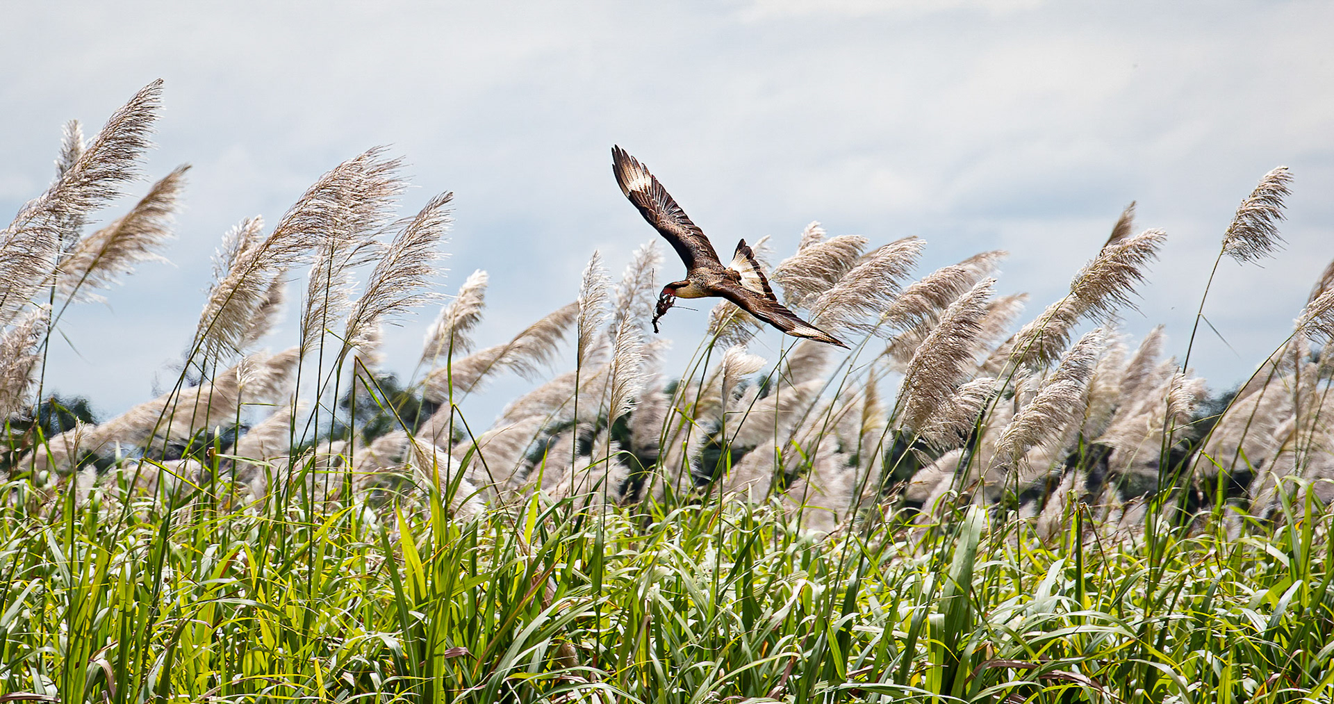 Crested Caracara