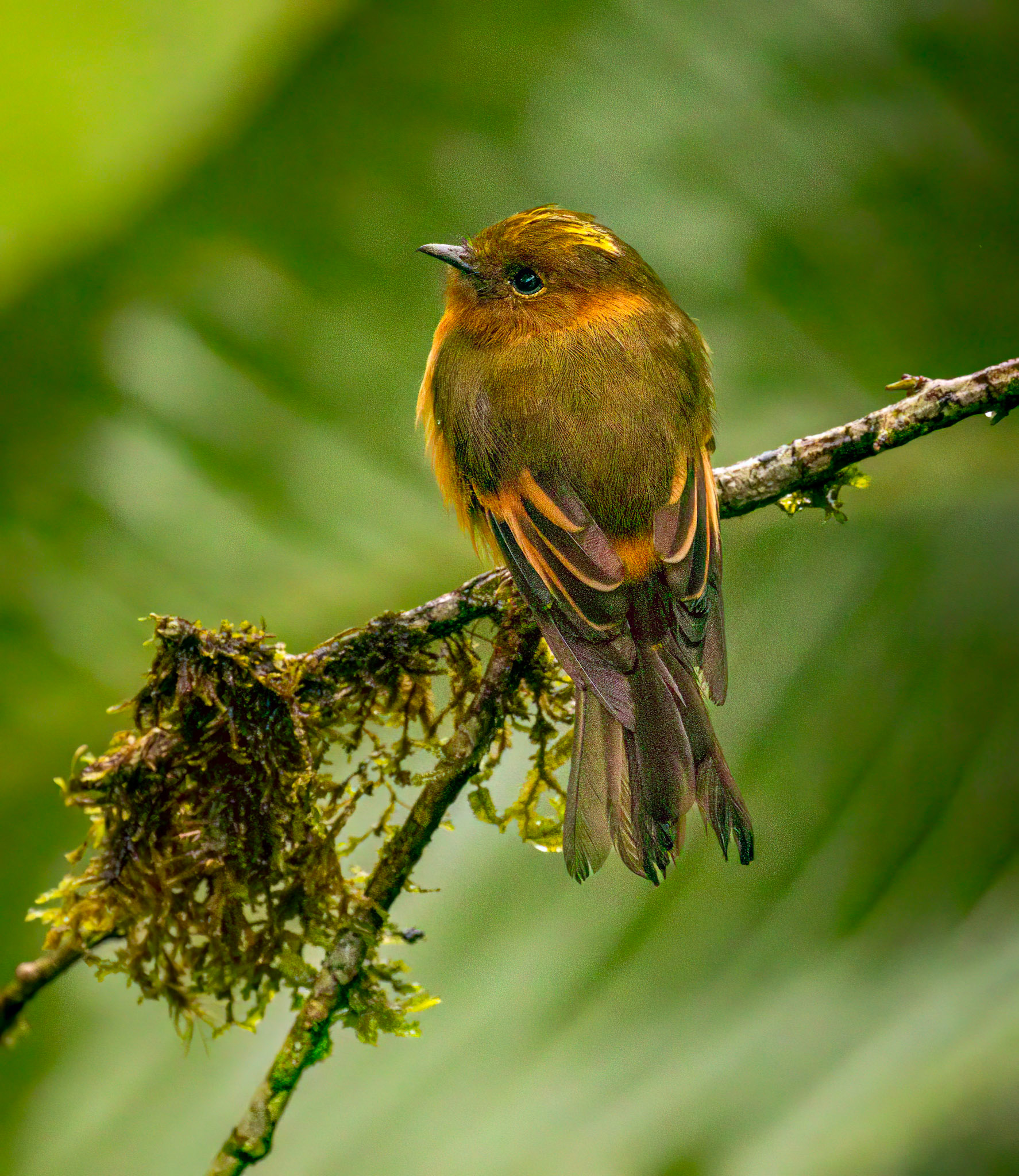 Cinnamon Flycatcher