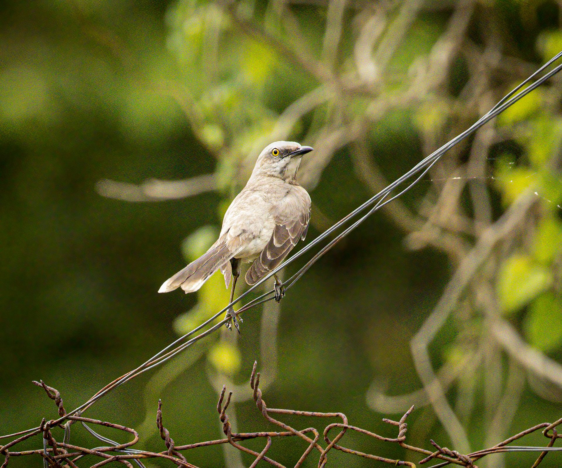 Tropical Mockingbird