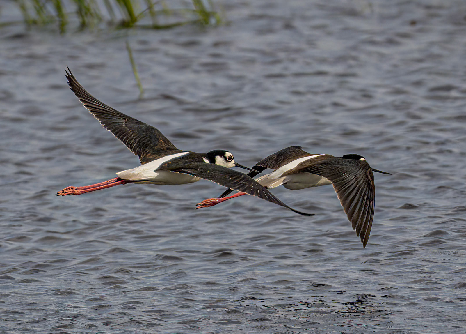 Black-necked Stilt