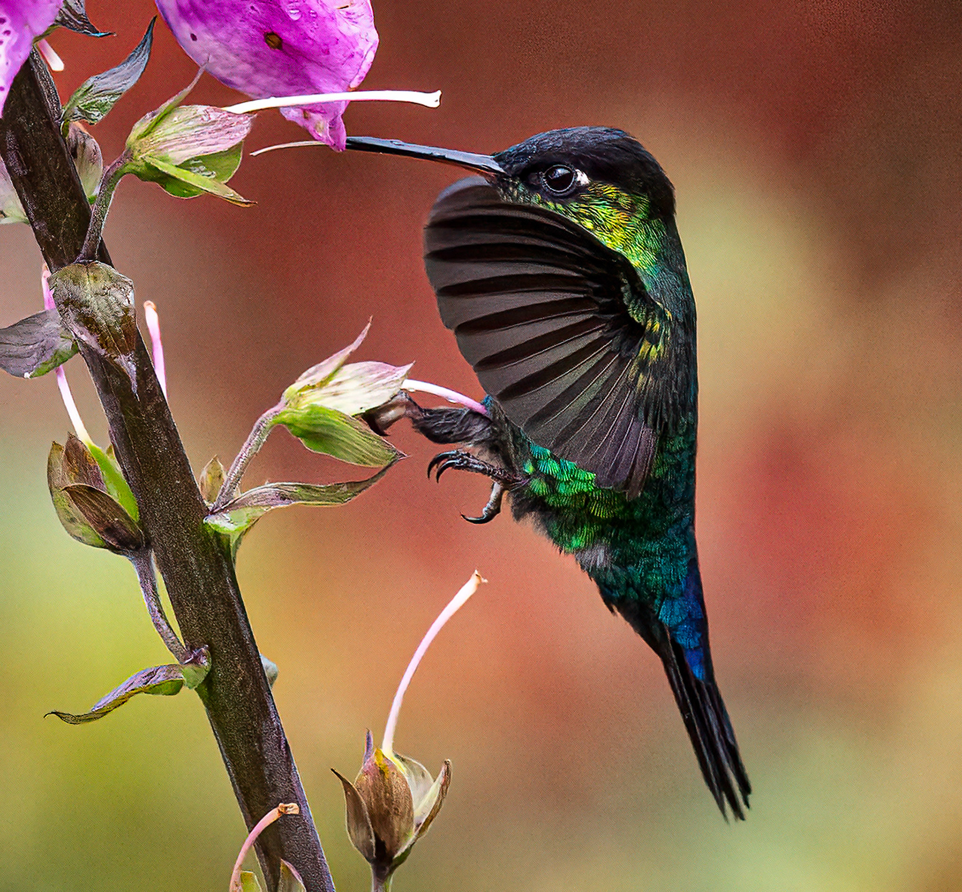 Fiery-throated Hummingbird
