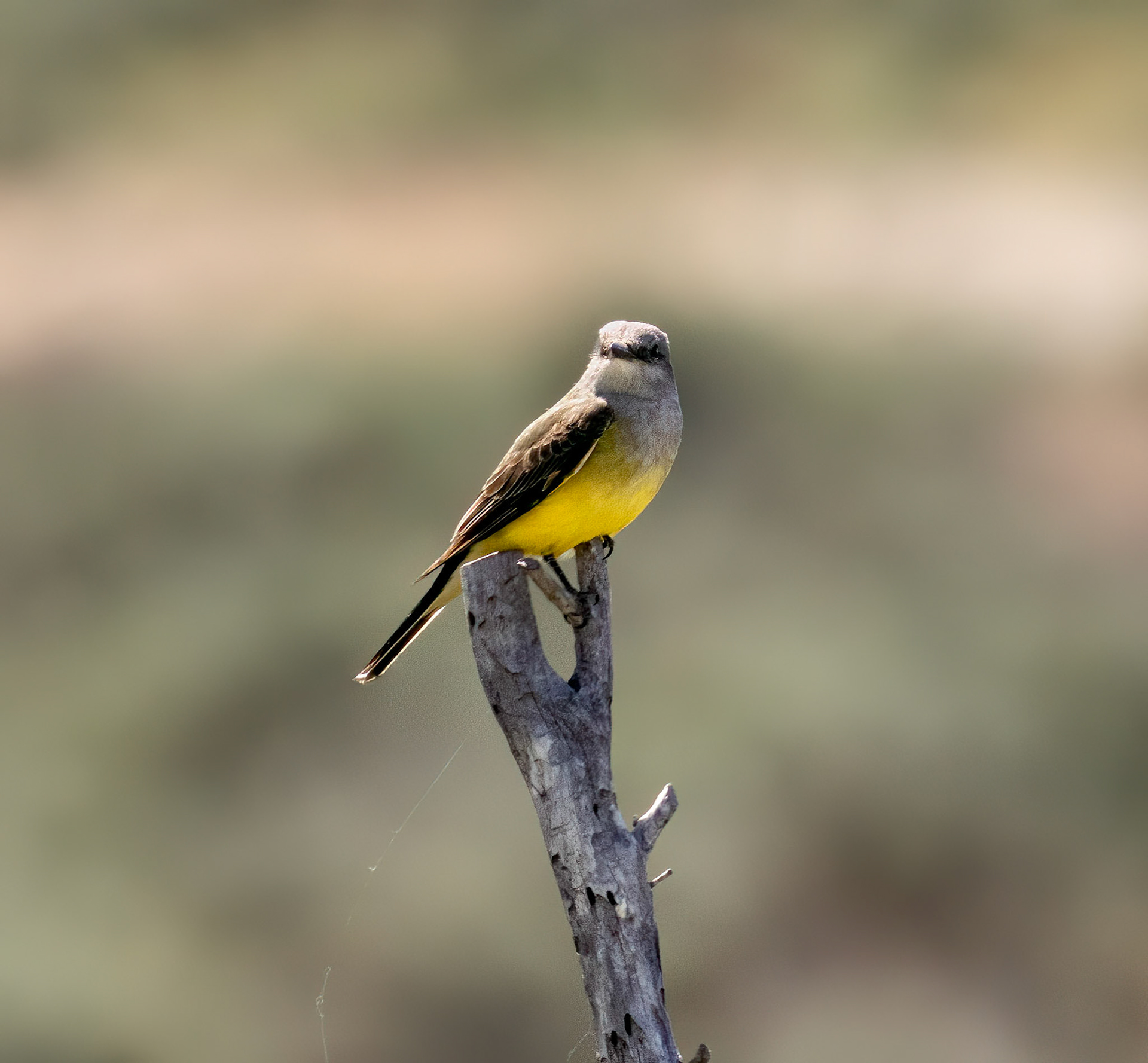 Western Kingbird