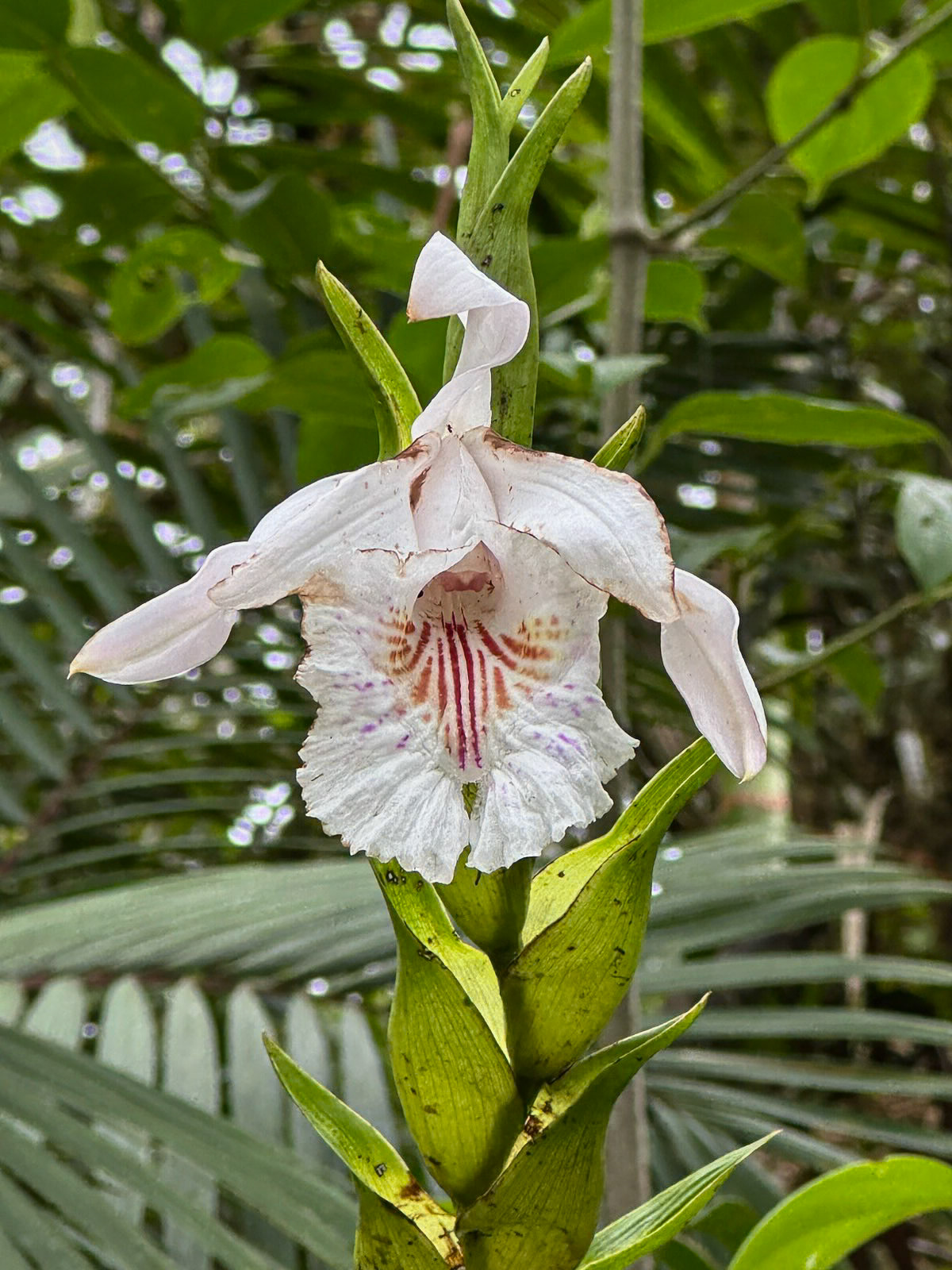 Reserva Mashpi-Amagusa