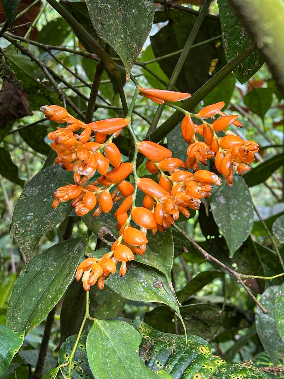 Reserva Mashpi-Amagusa