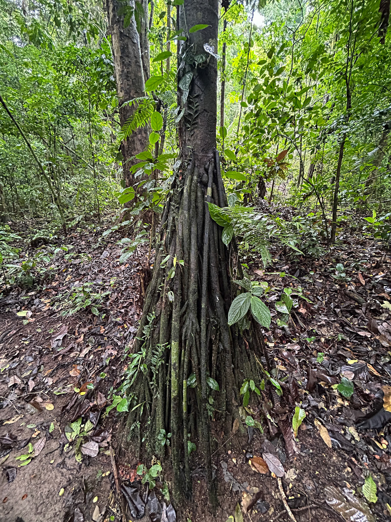 The "Walking Tree"
