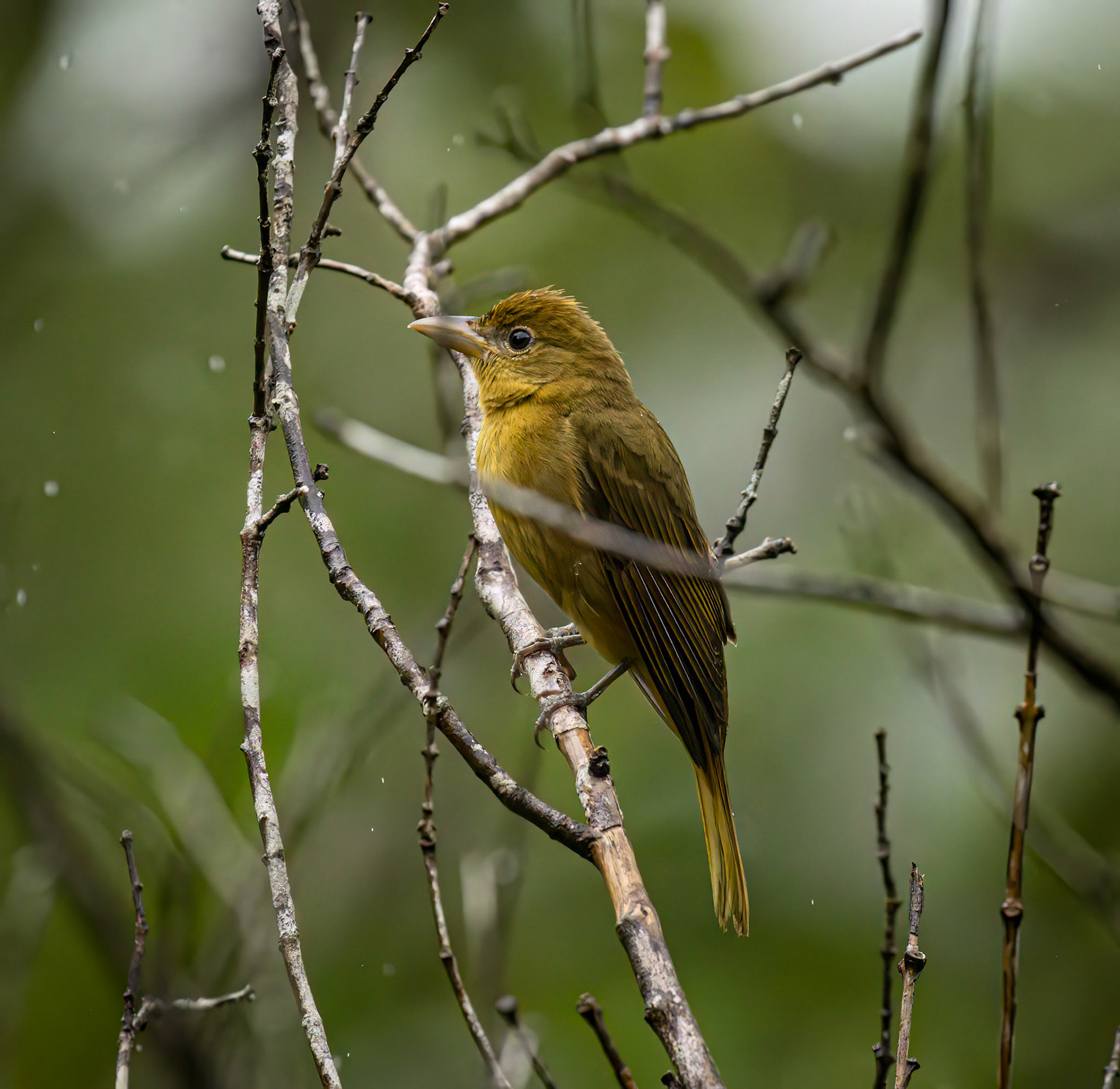 Summer Tanager