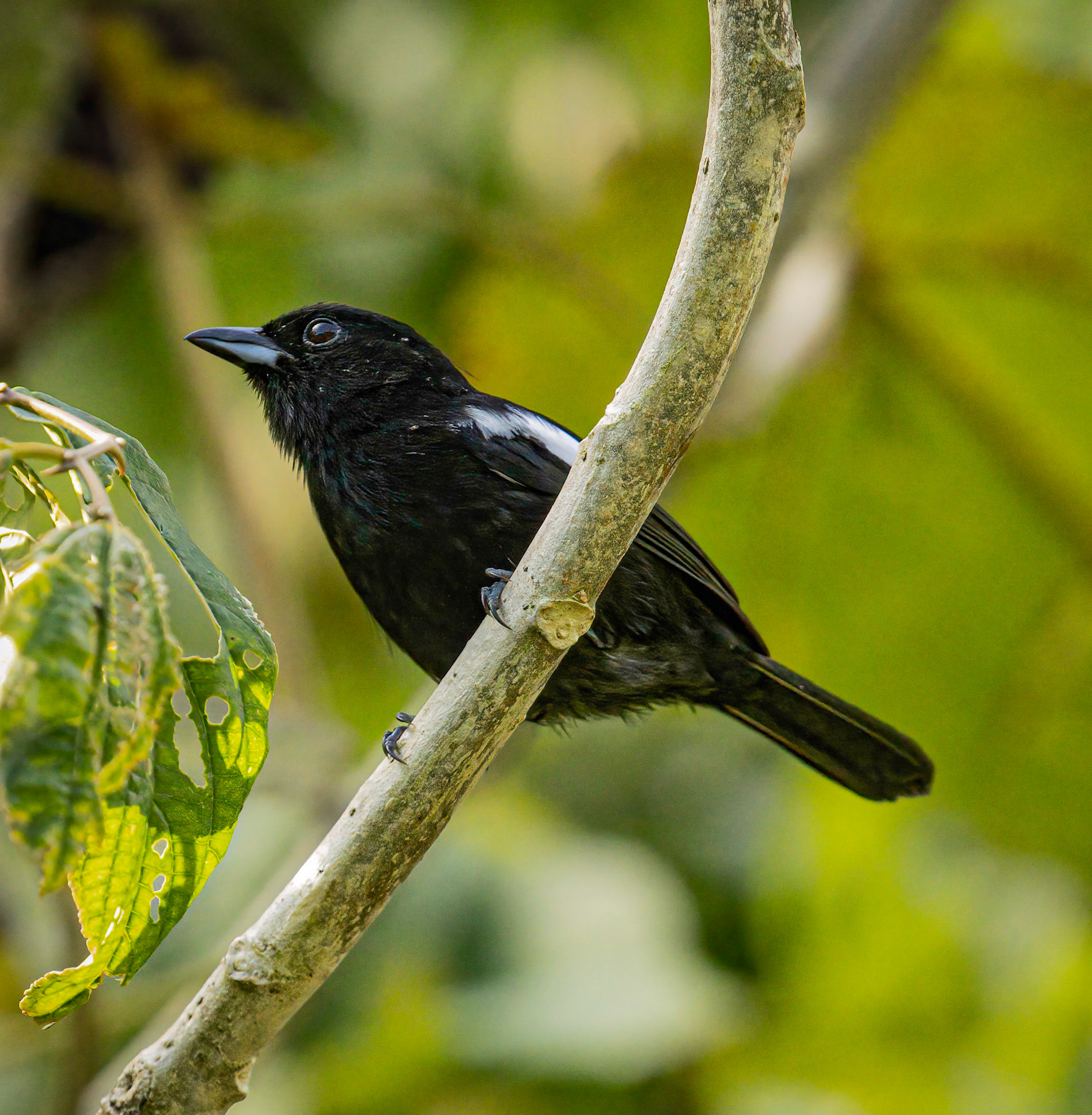 White-shouldered Tanager