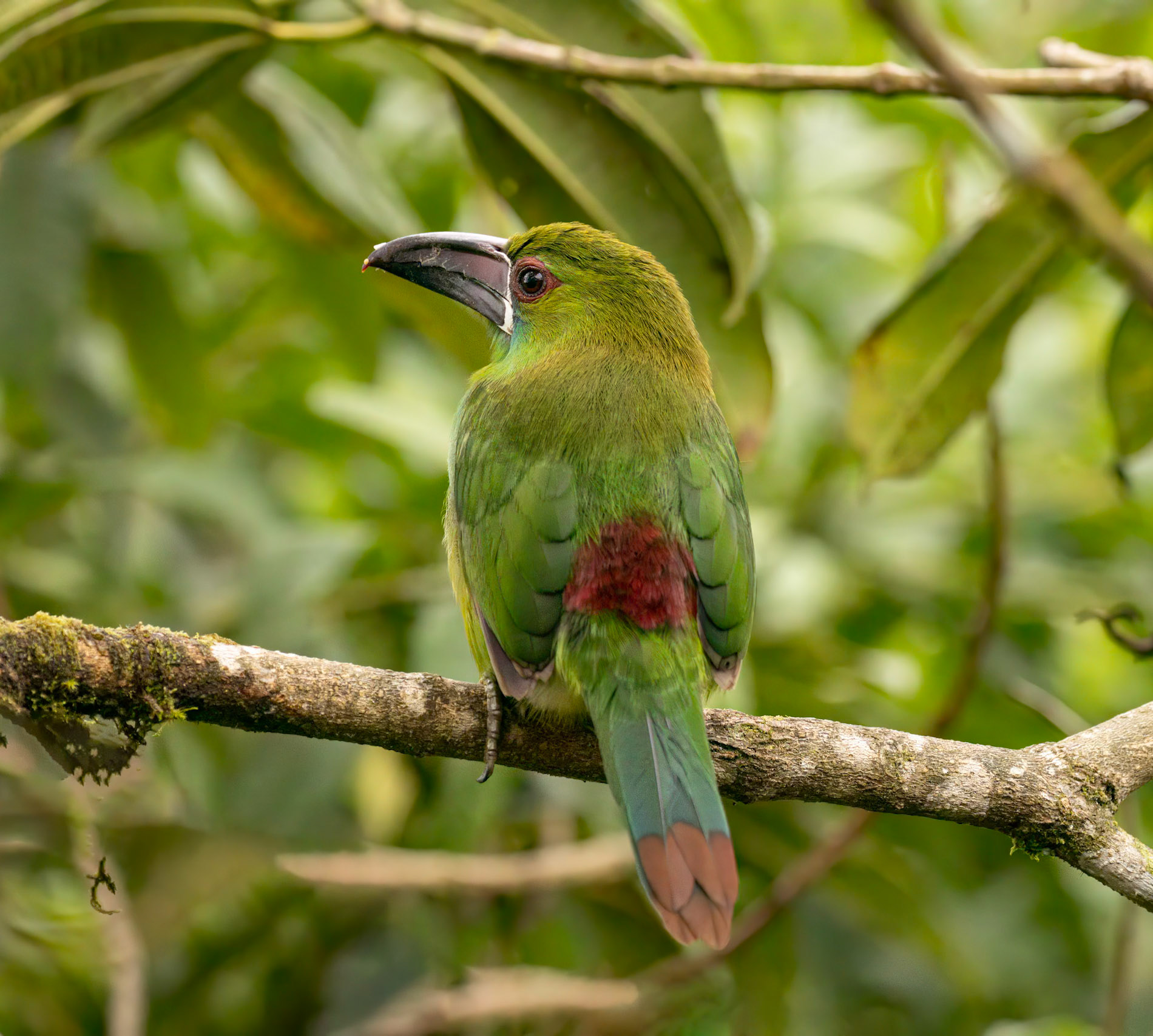 Crimson-rumped Toucanette