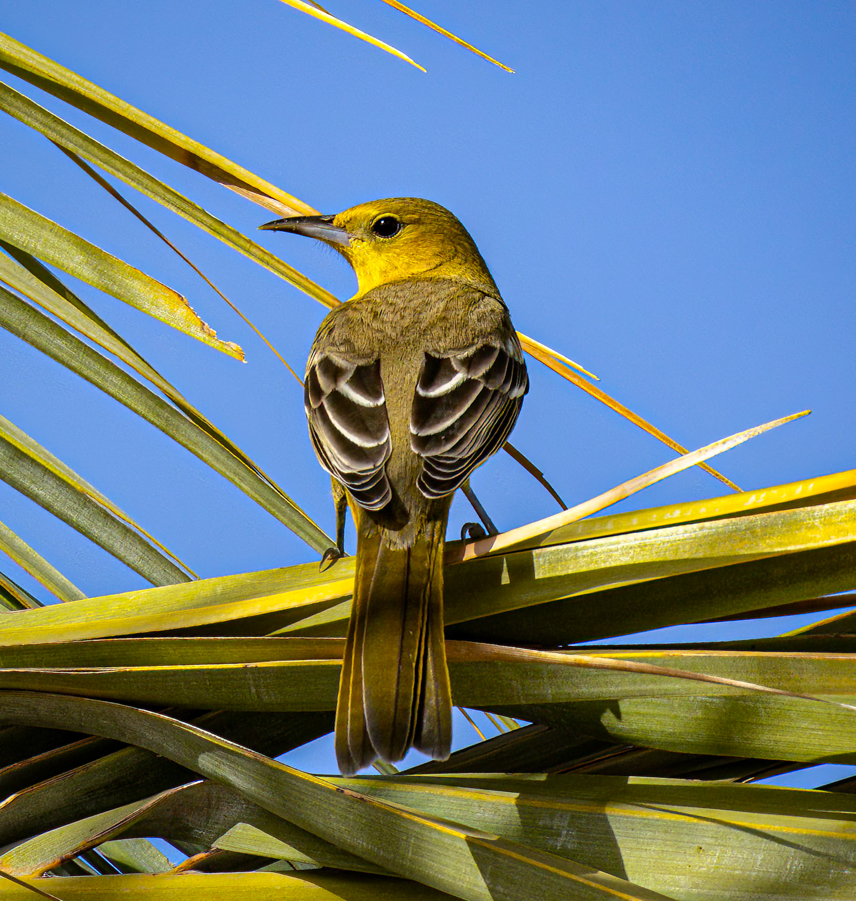 Hooded Oriole