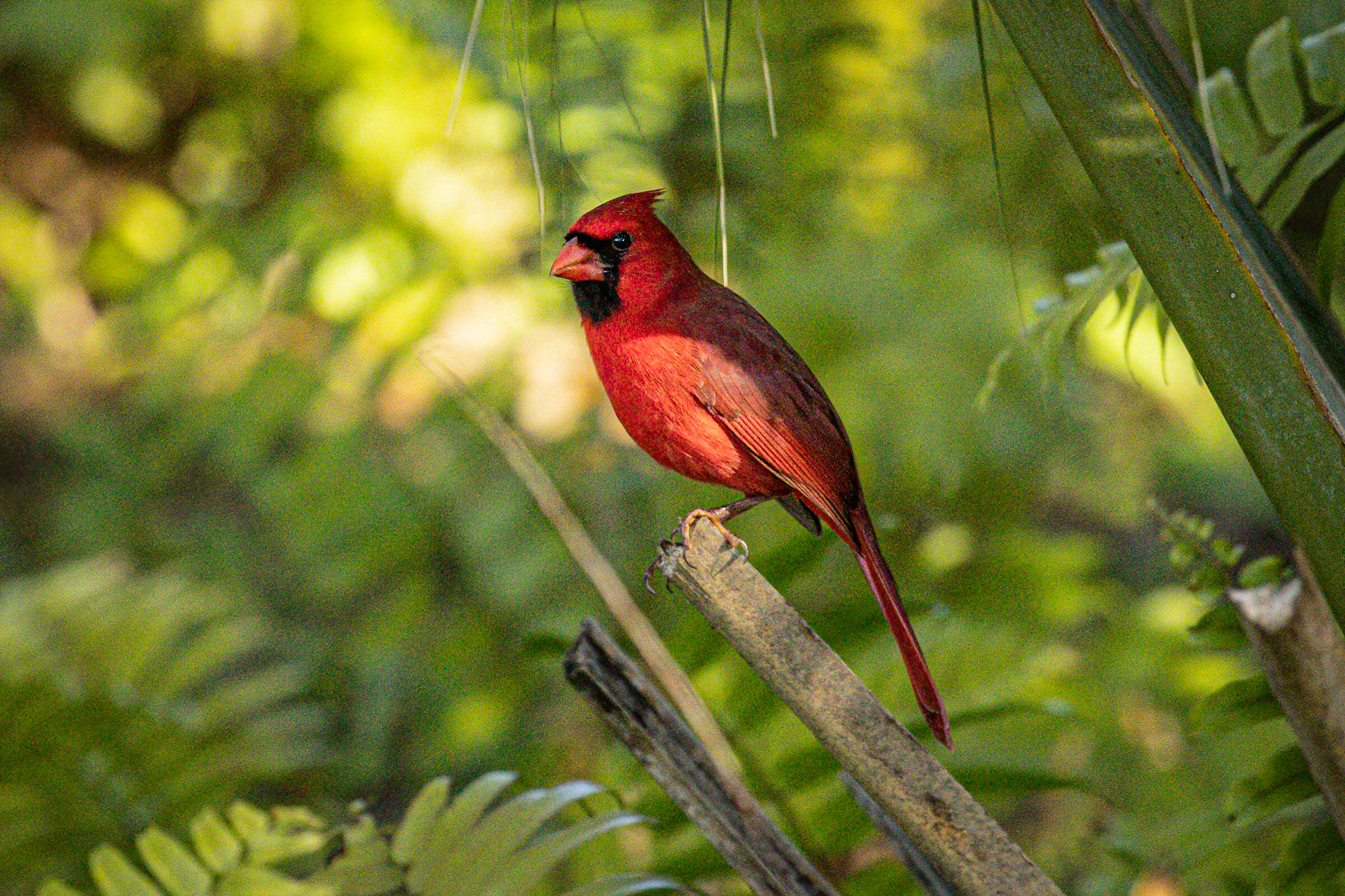 Northern Cardinal