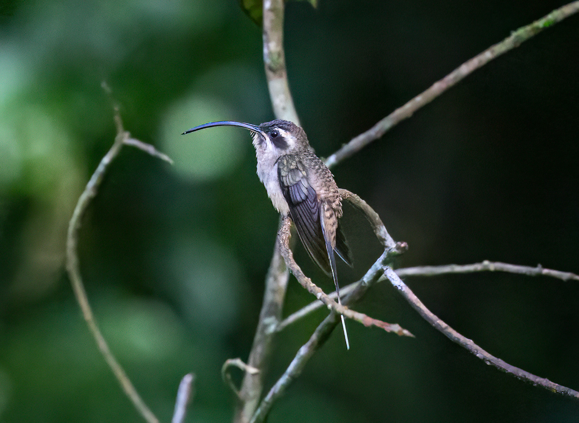 Long-billed Hermit