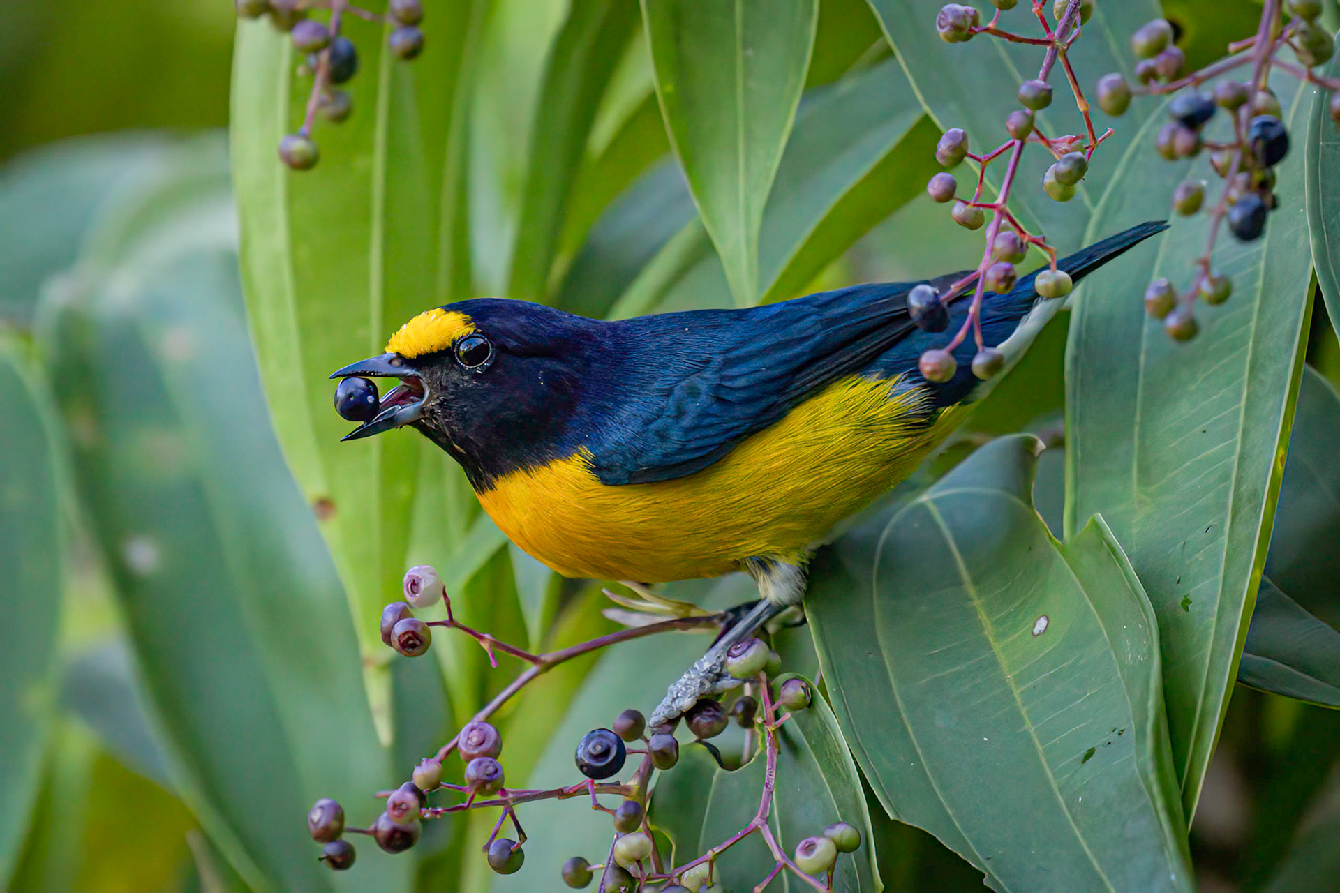 White-vented Euphonia