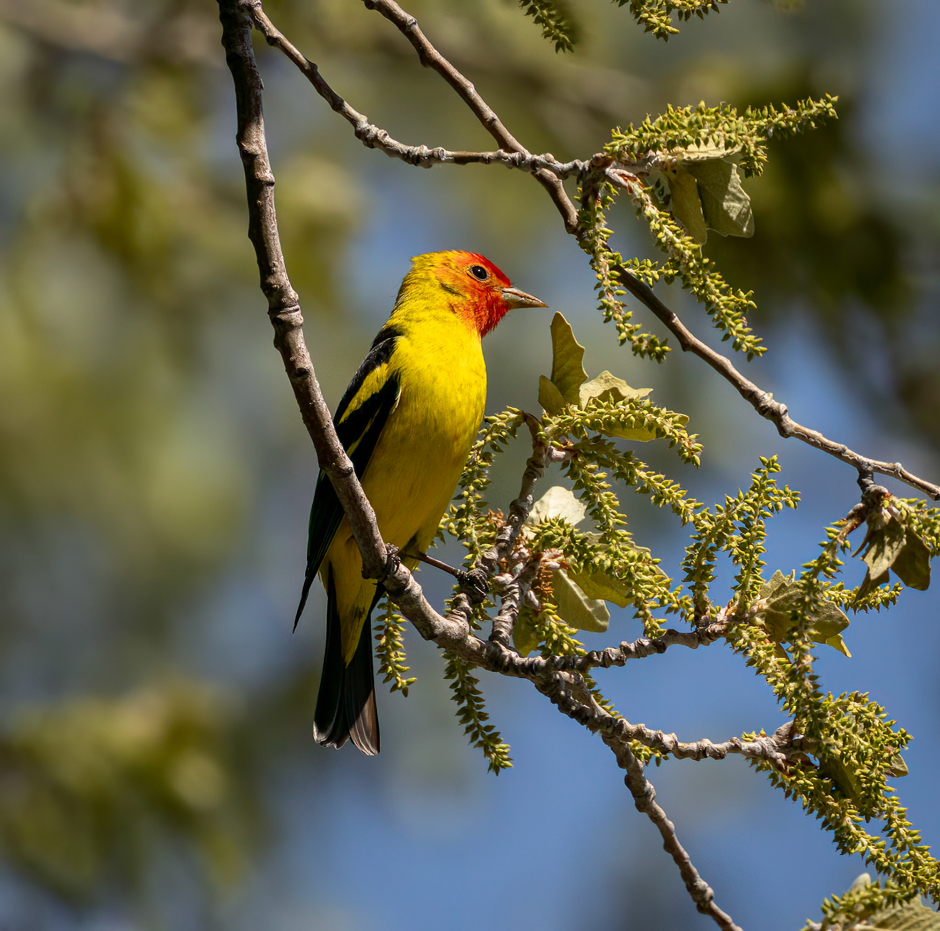 Western Tanager