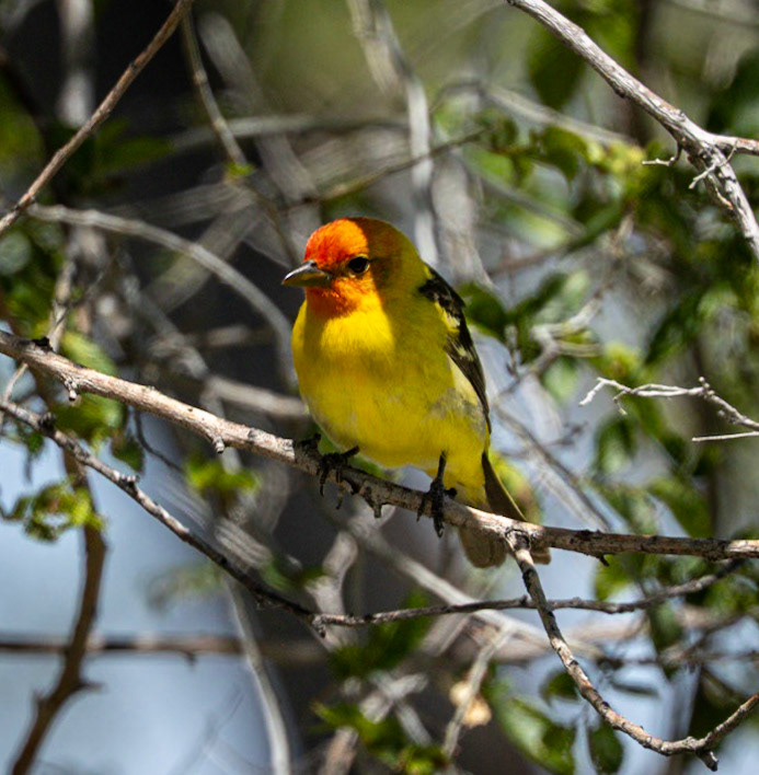 Western Tanager
