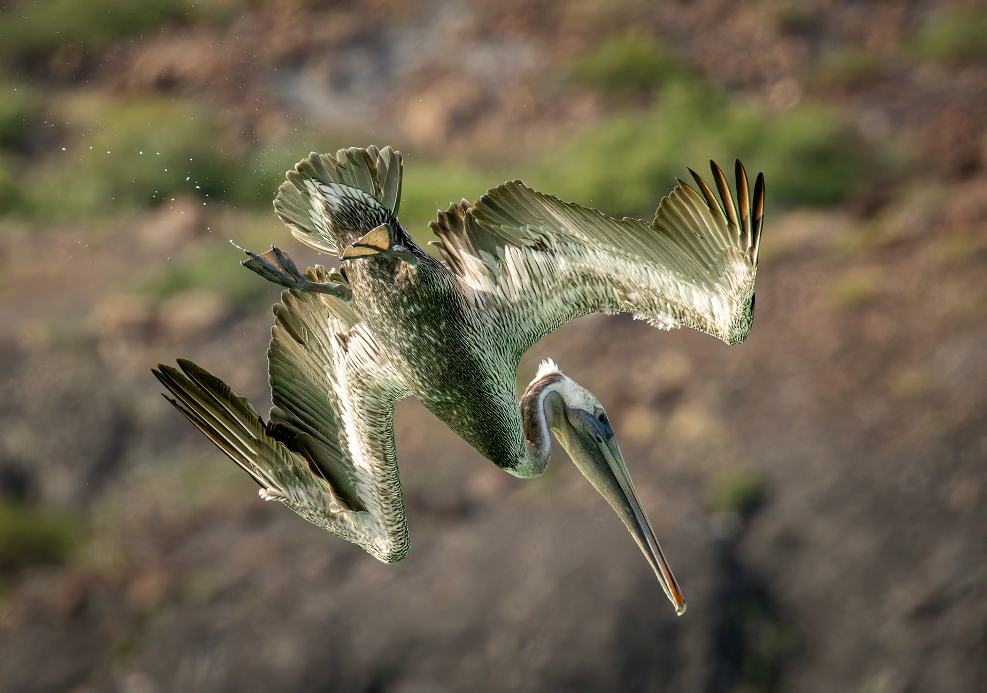 Brown Pelican