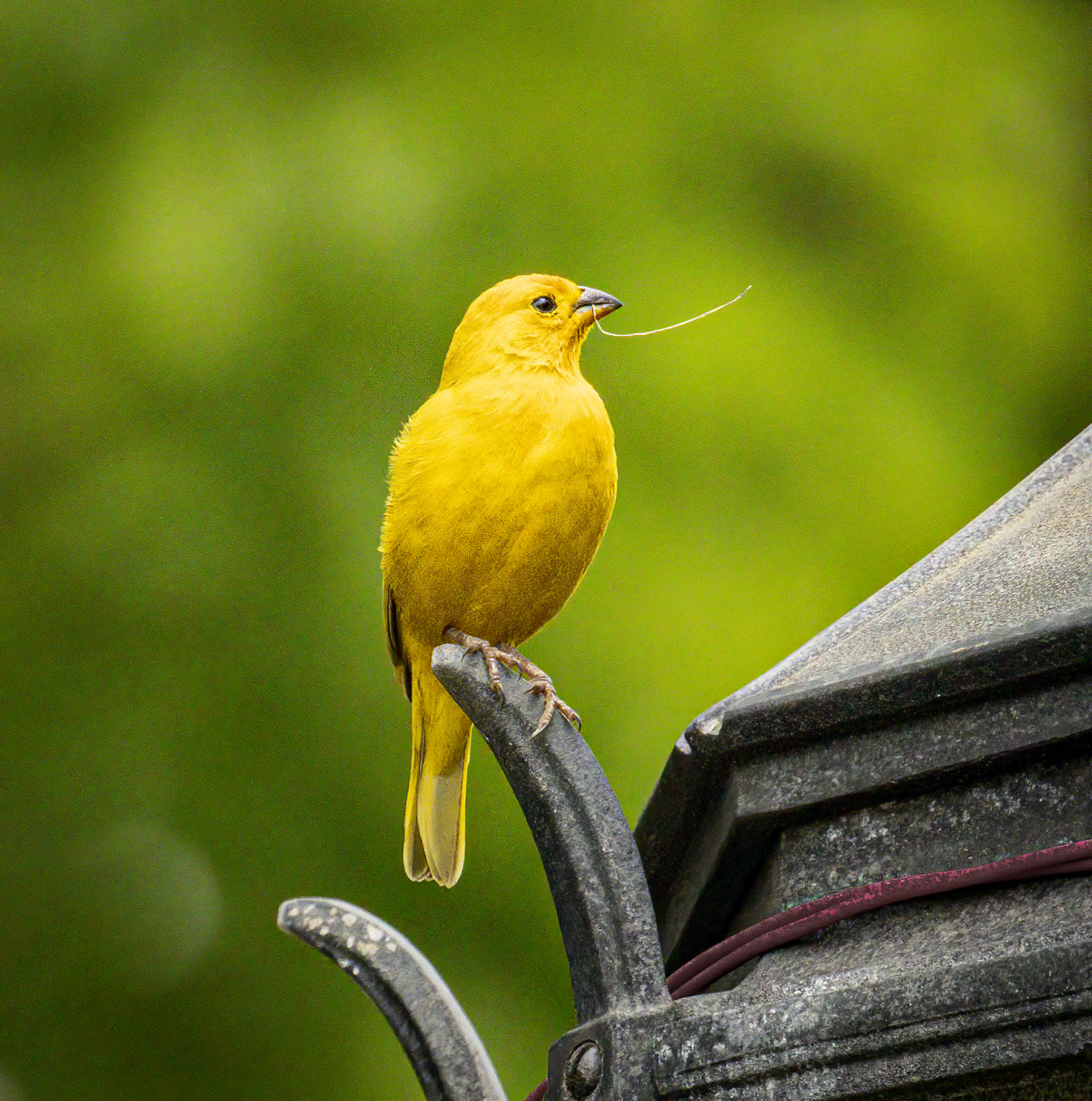 Saffron Finch