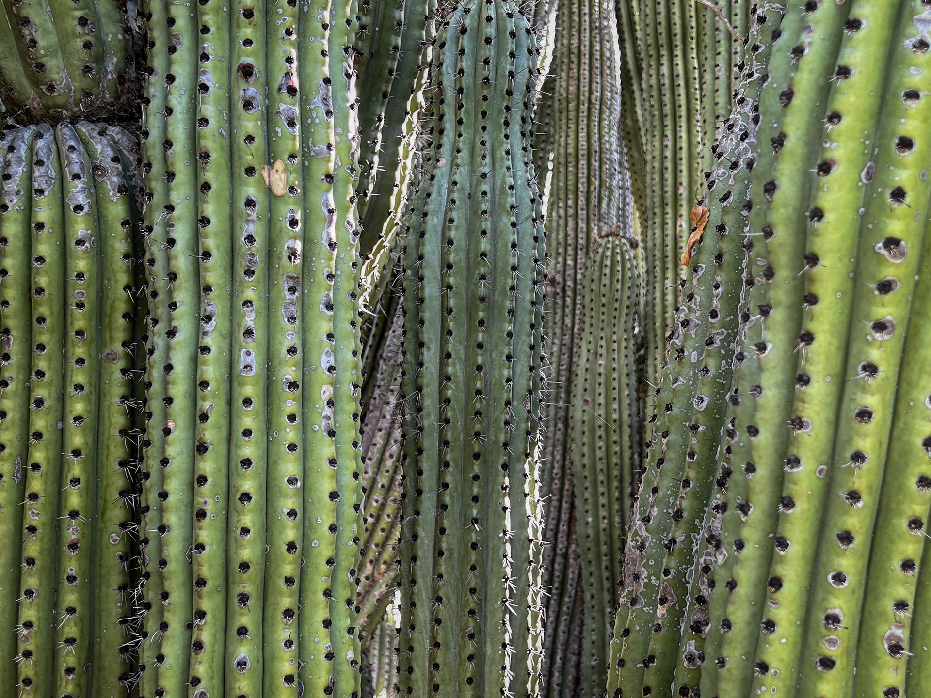 Santuario de los Cactus