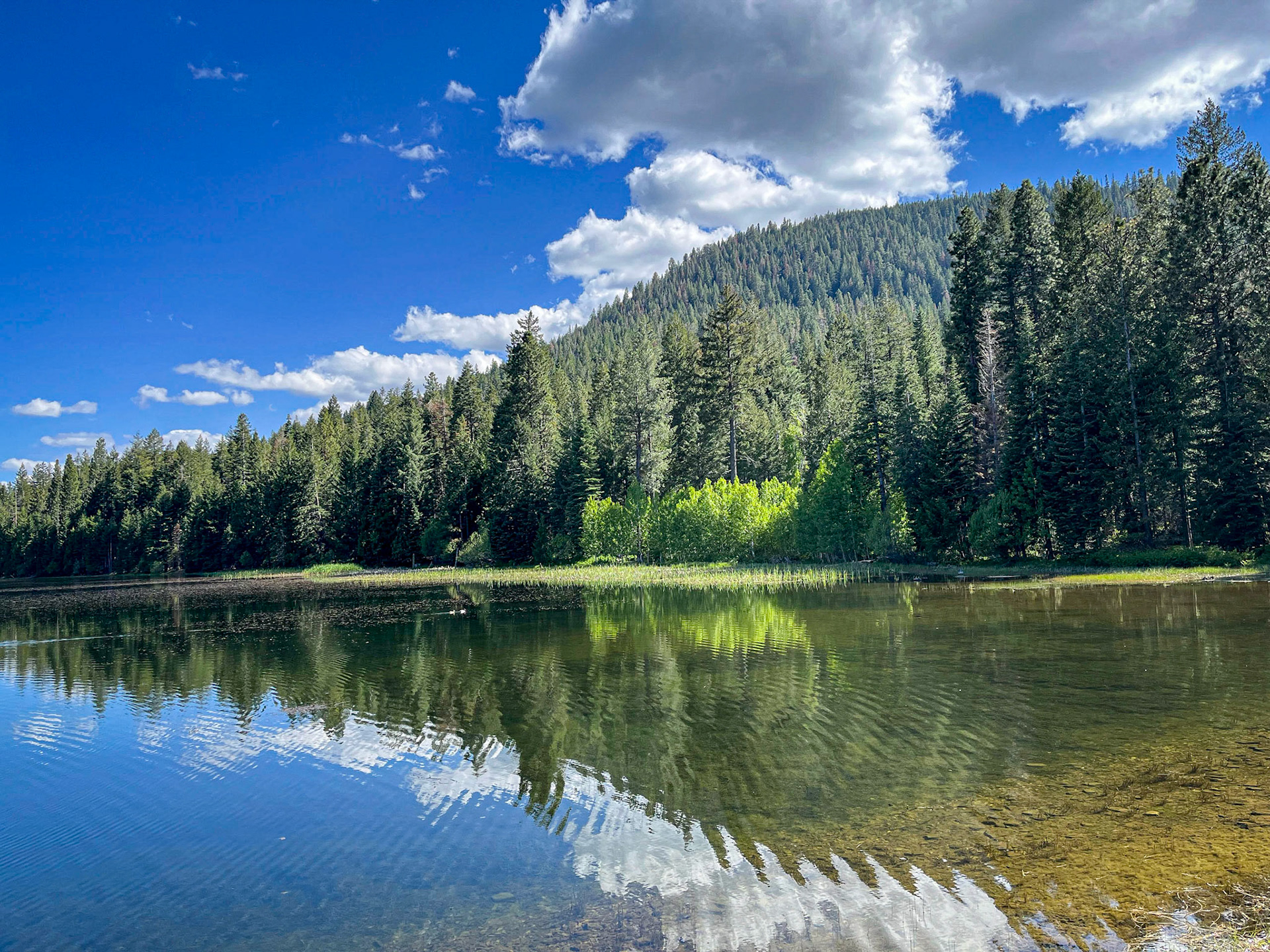 Aspen grove at Juanita Lake