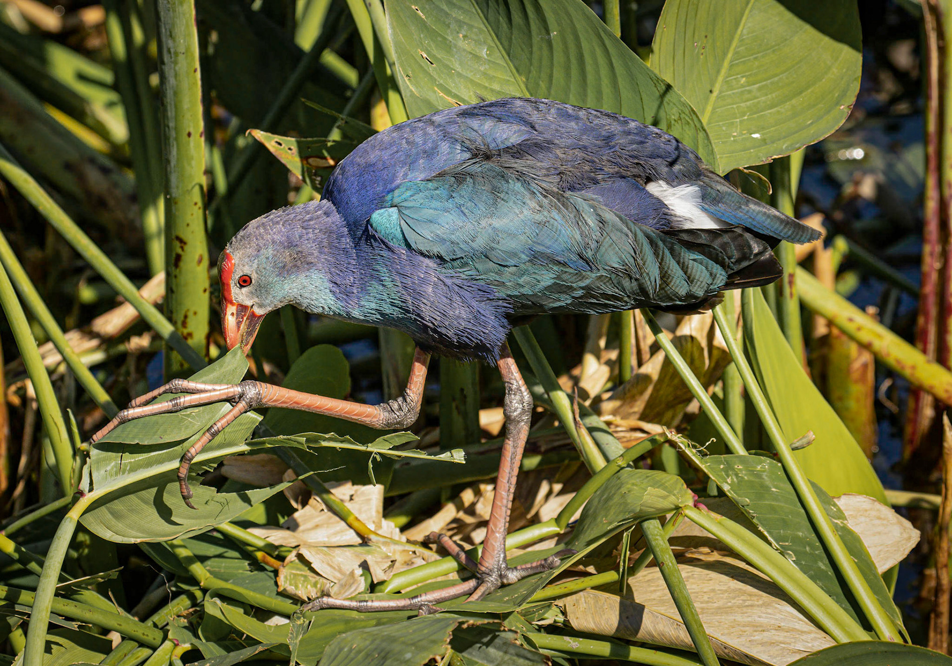 Gray-headed Swamphen