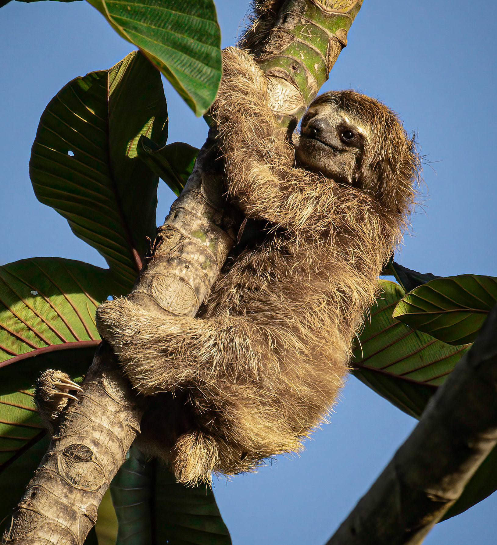 3-toed Sloth