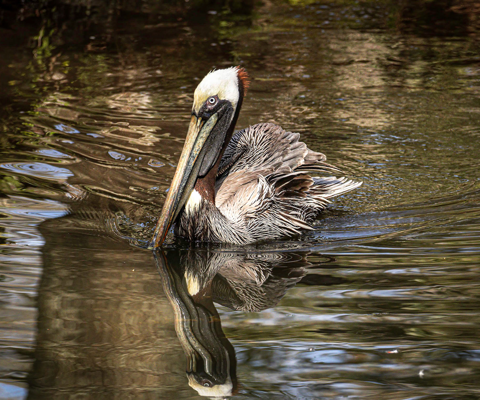 Brown Pelican