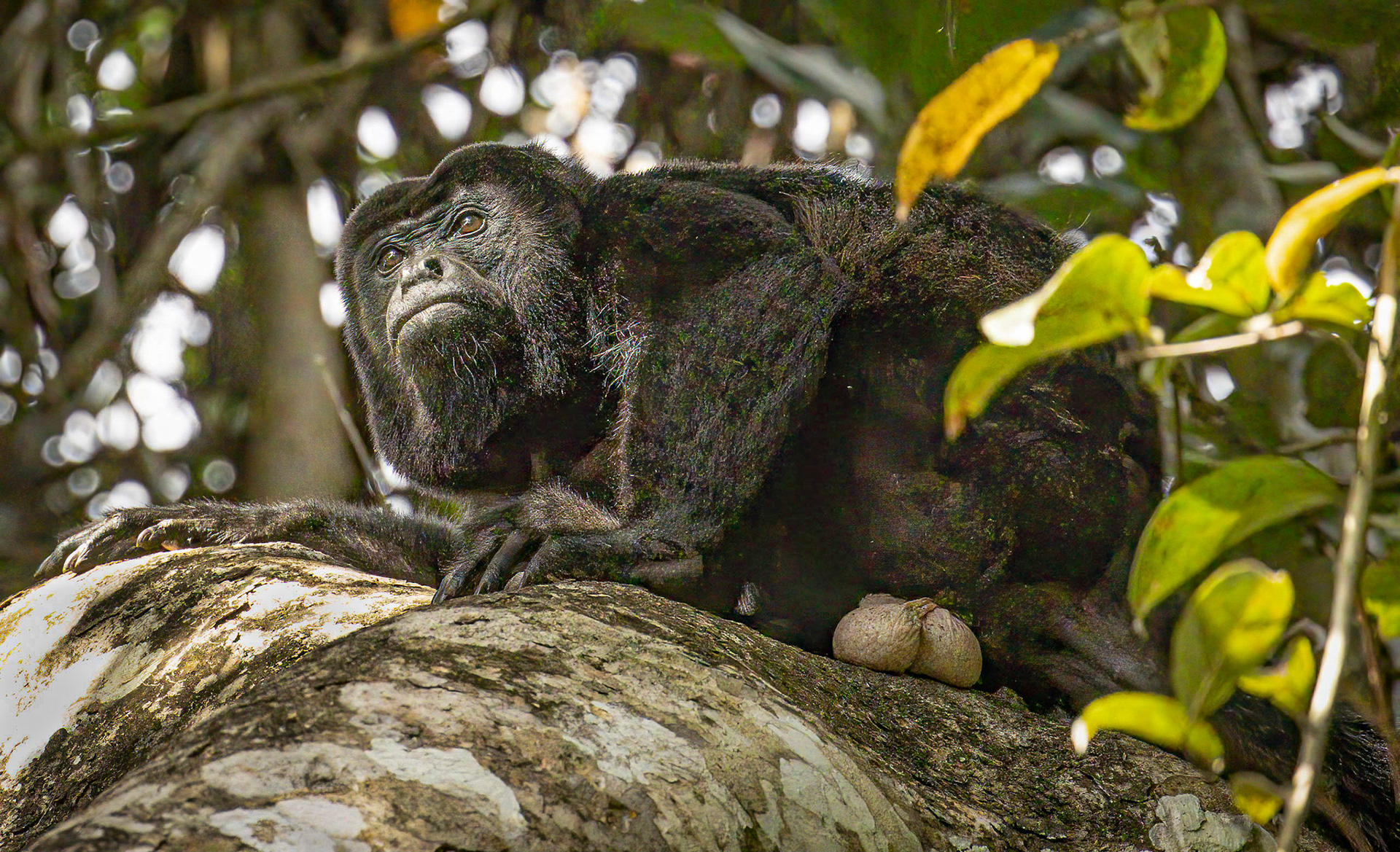 Howler Monkeys watching over the kids.