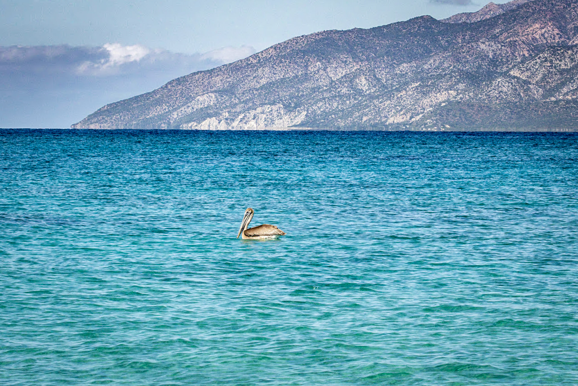 Brown Pelican at Punta Arena