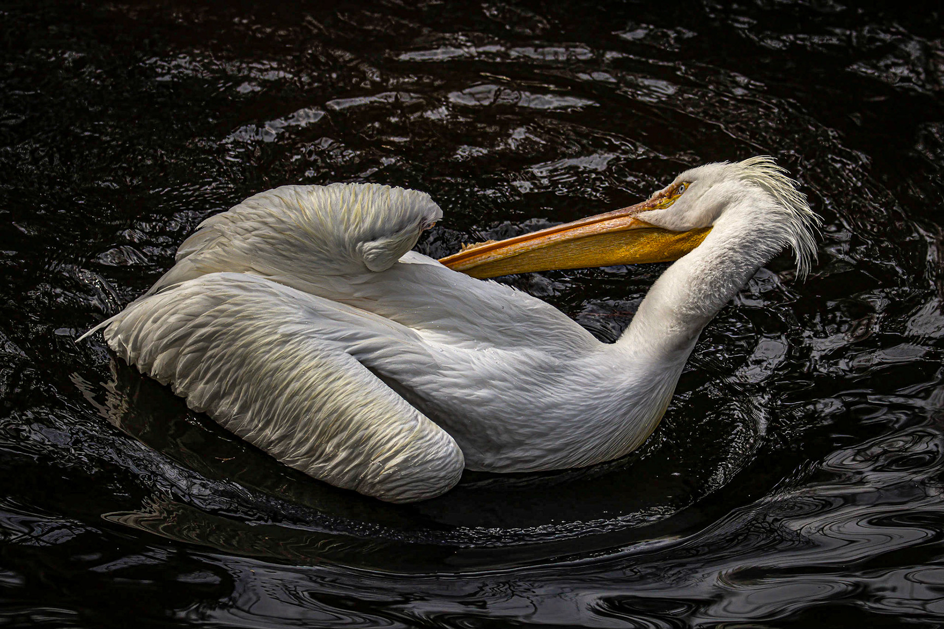 White Pelican