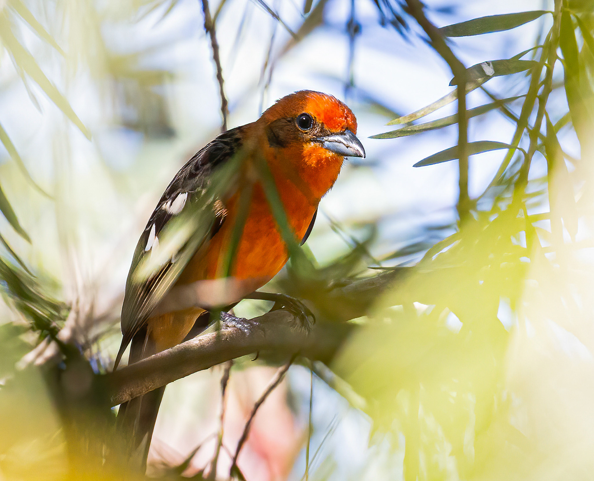 Flame-colored Tanager