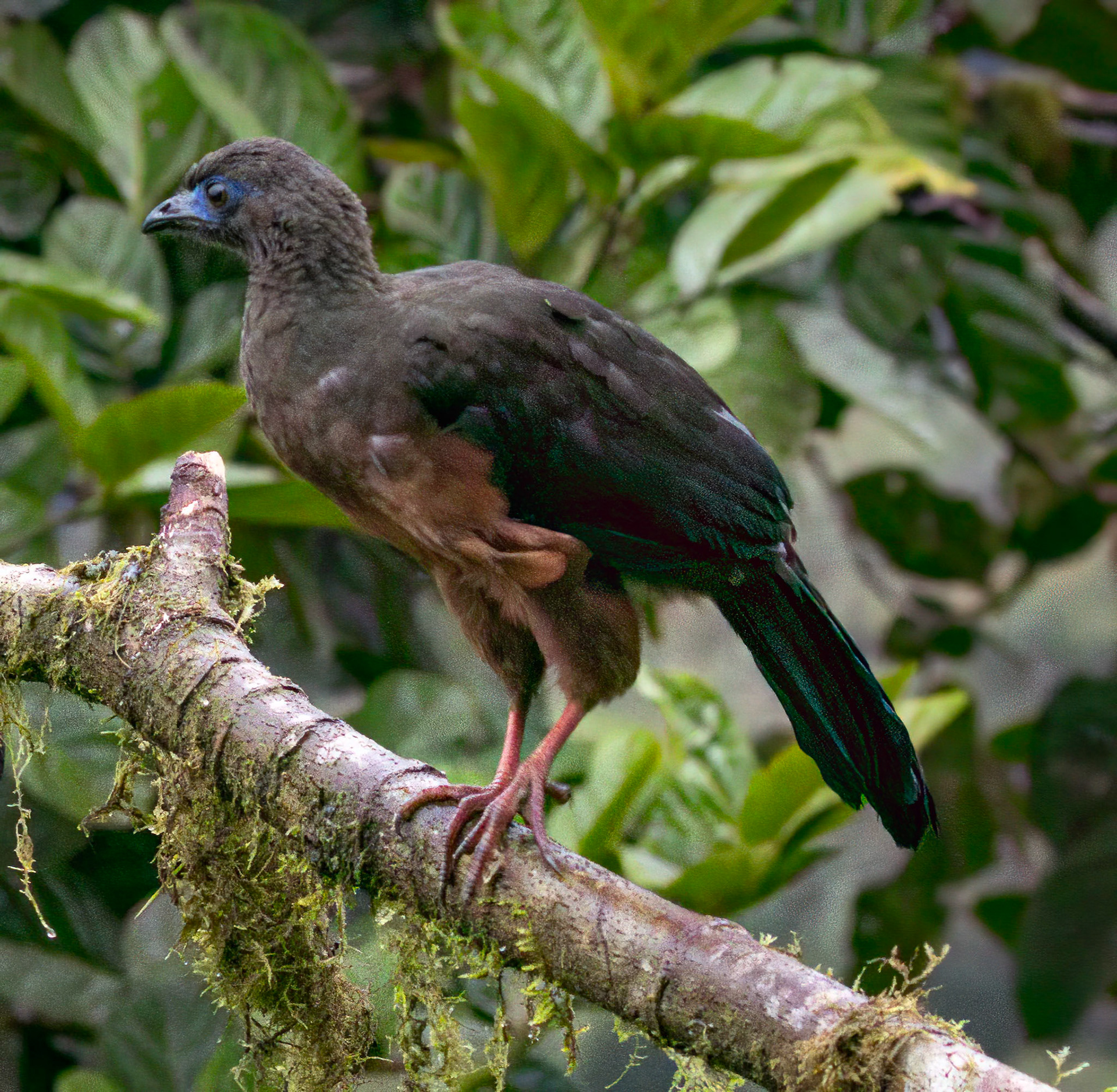 Sickle-winged Guan
