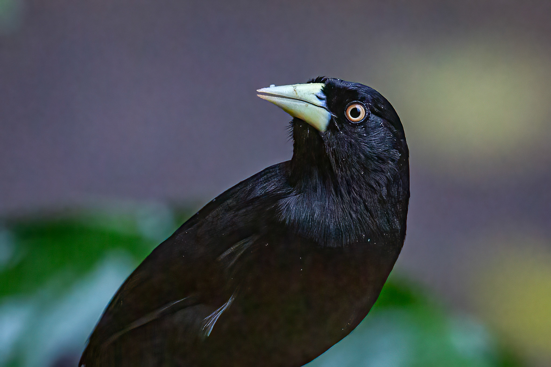 Yellow-billed Cacique