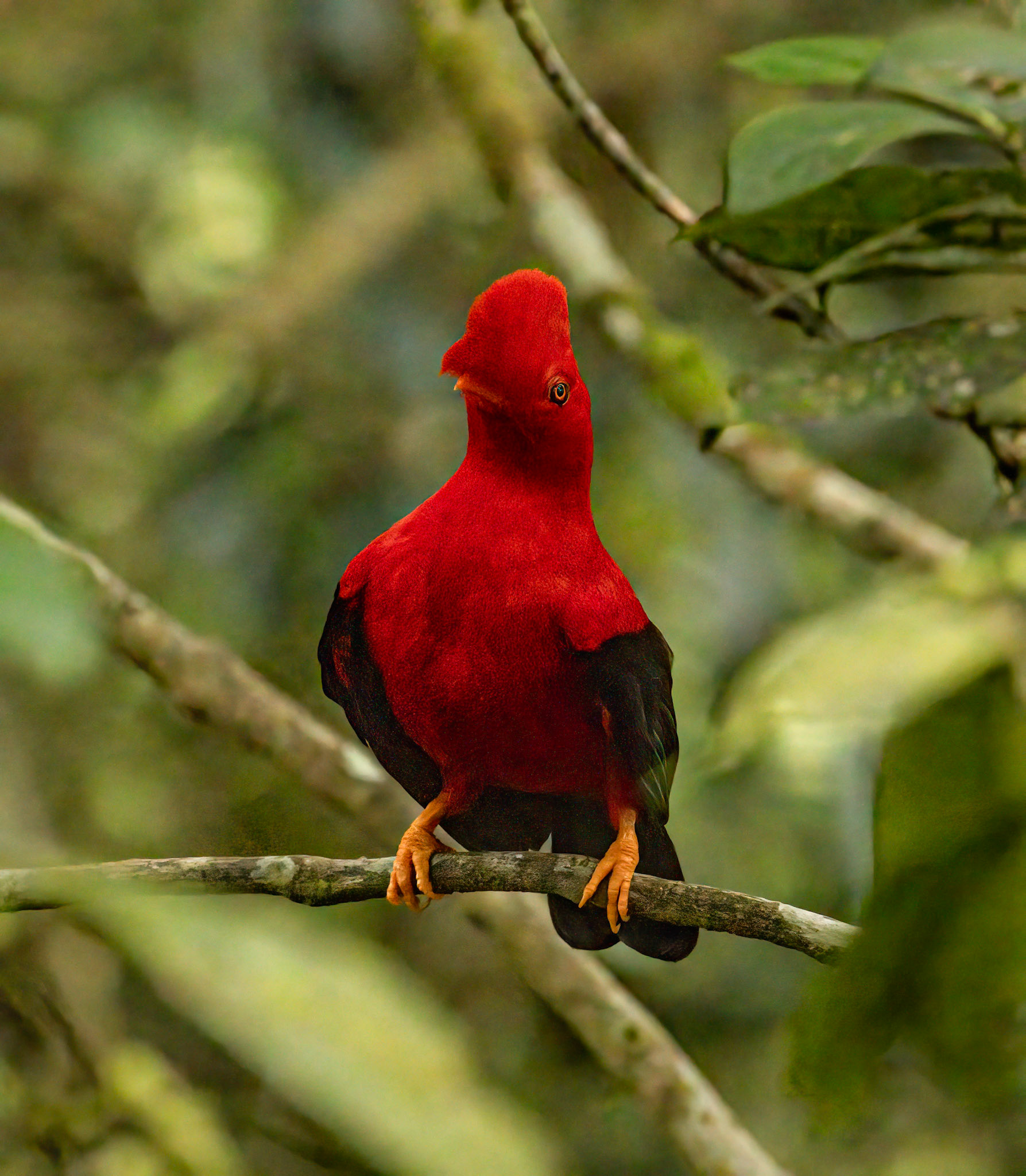 Andean Cock-of-the-Rock