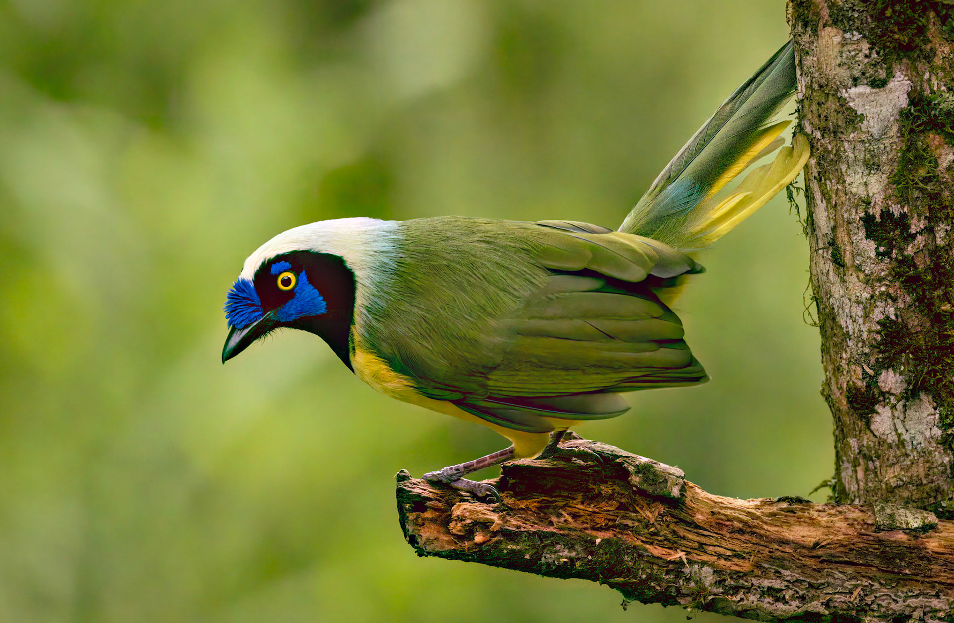 Green Jay
