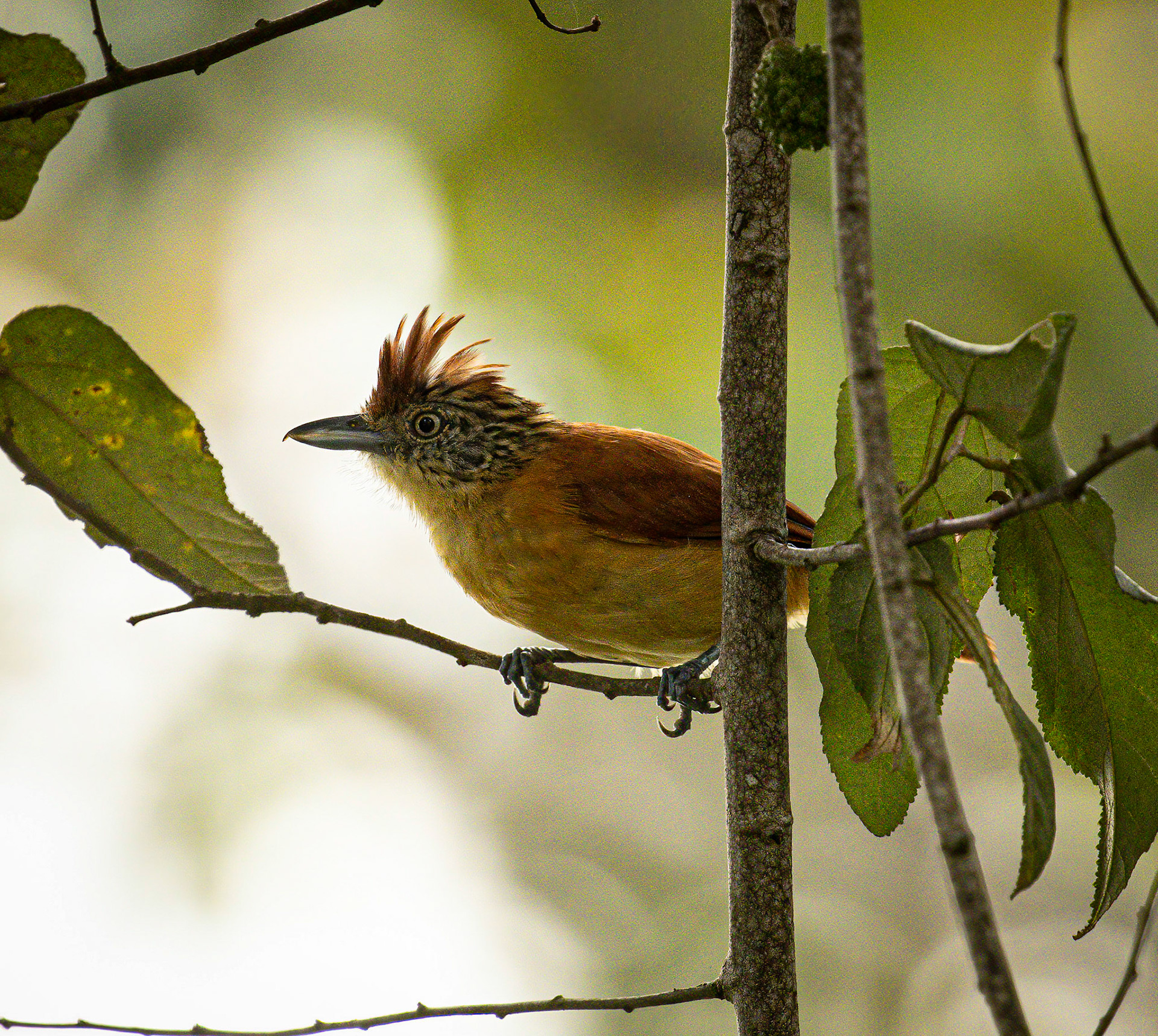Barred Antshrike