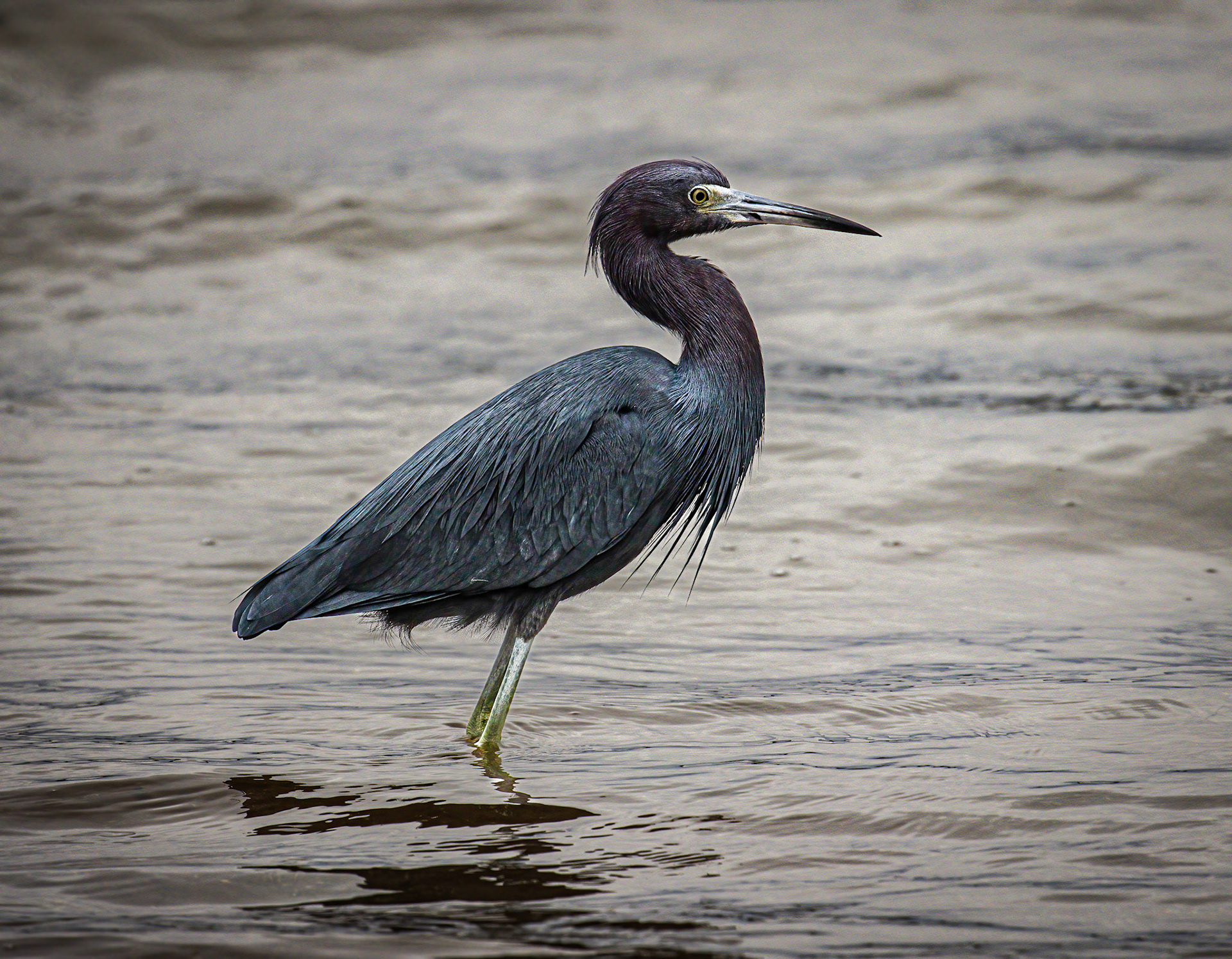 Little Blue Heron