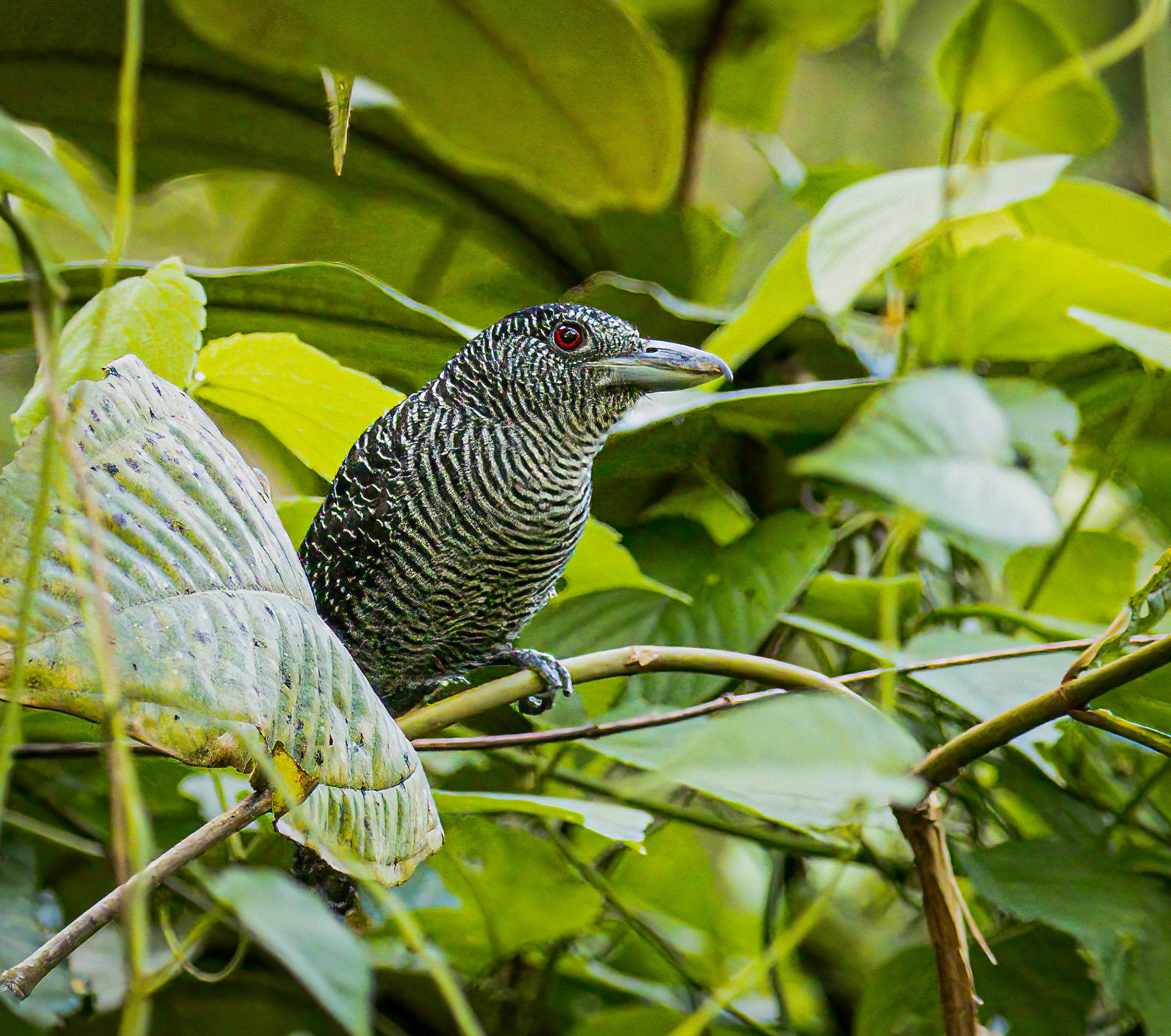 Fasciated Antshrike